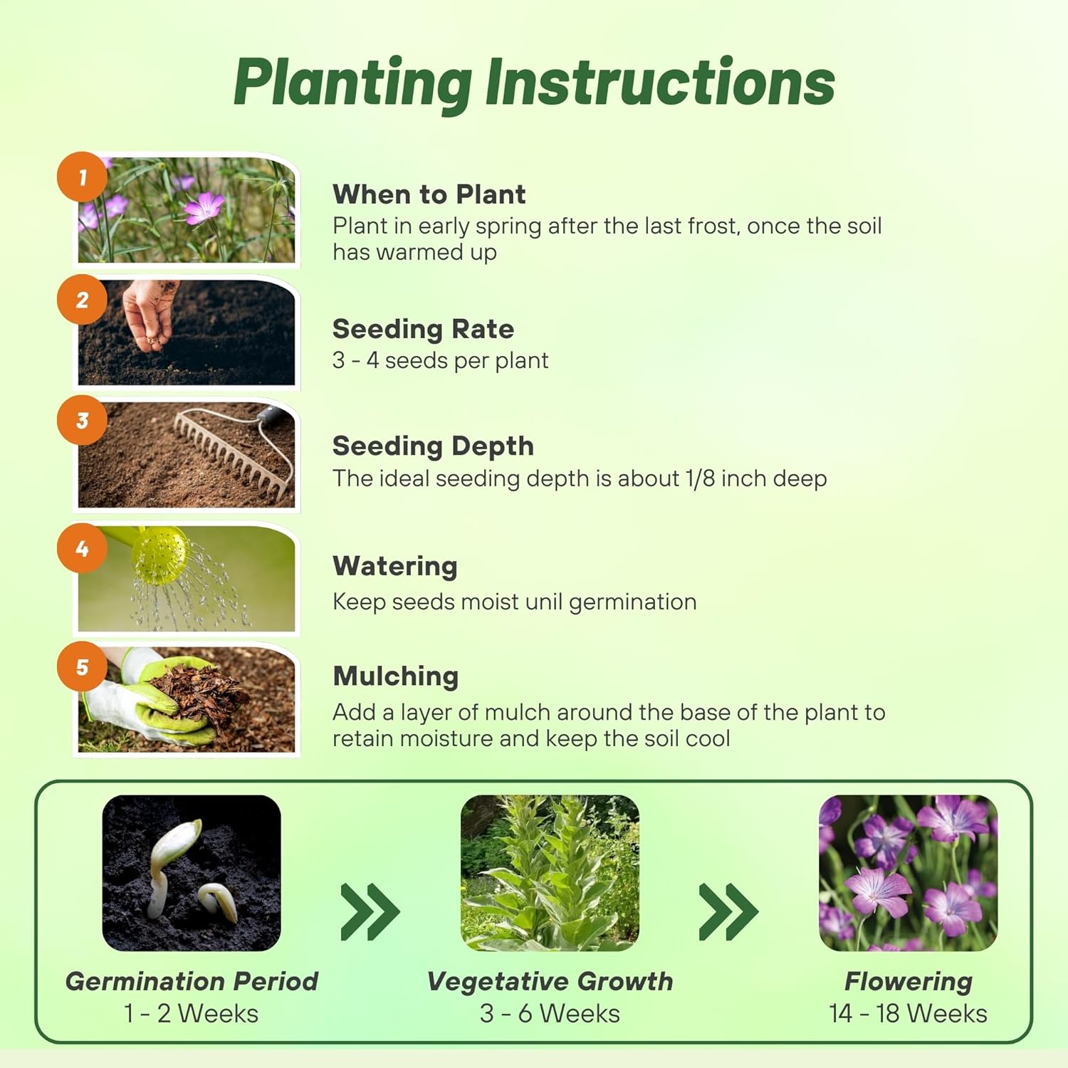 Agrostemma Purple Planting Directions