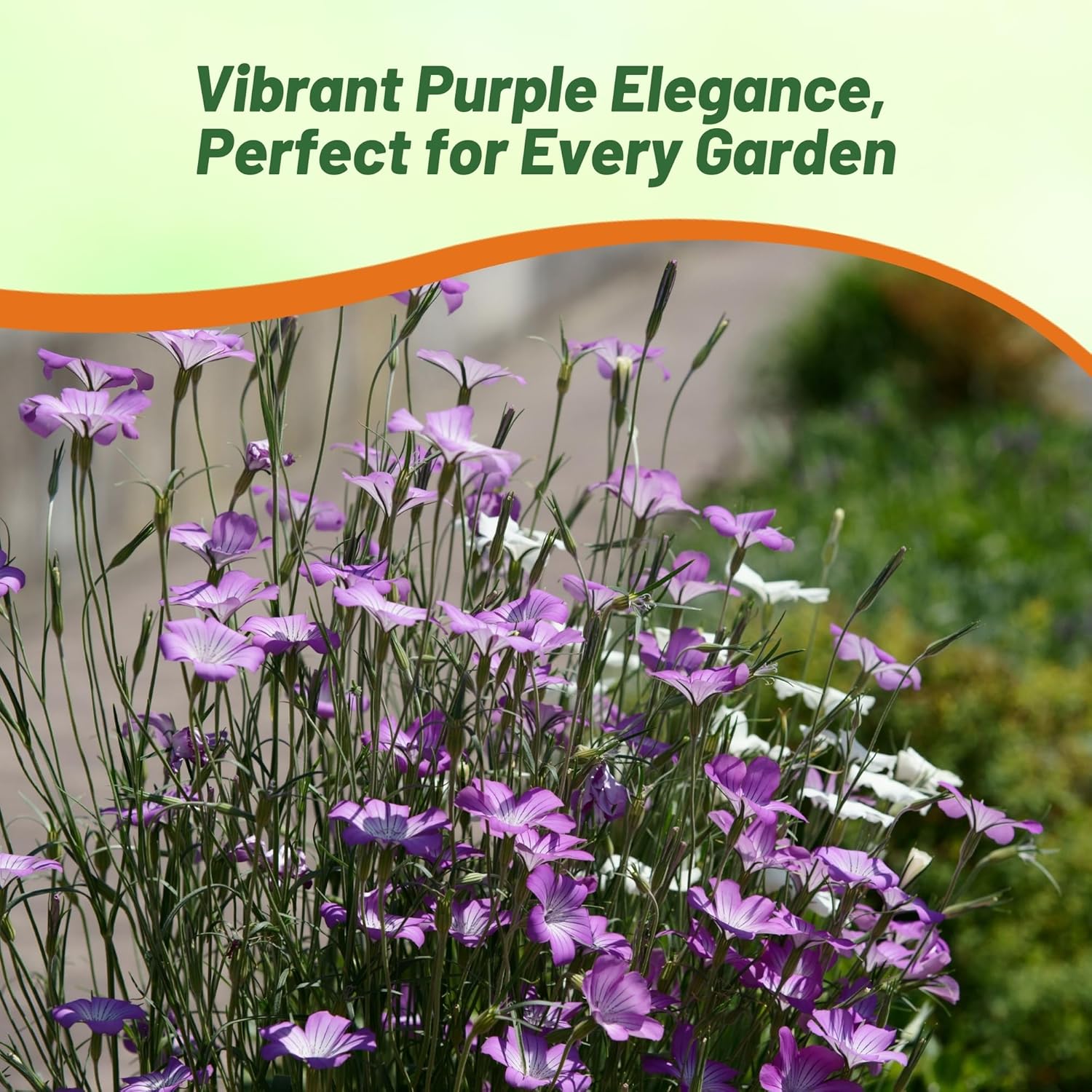 Agrostemma Purple Cut Flower Plants