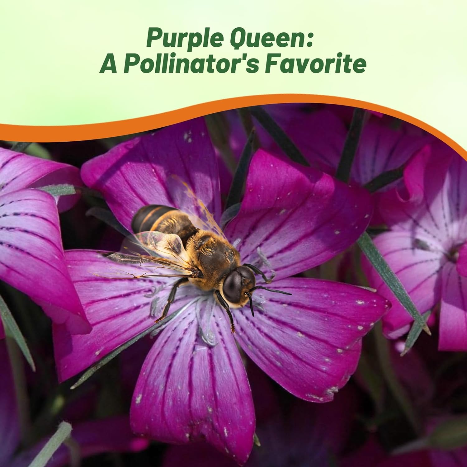 Agrostemma Purple Pollinating Flowers