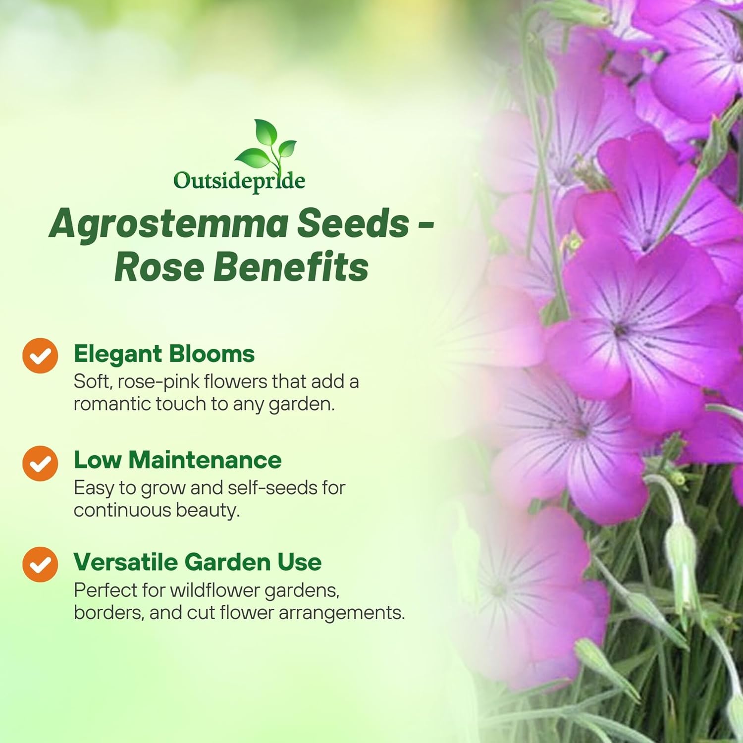 Agrostemma Rose Flower Garden