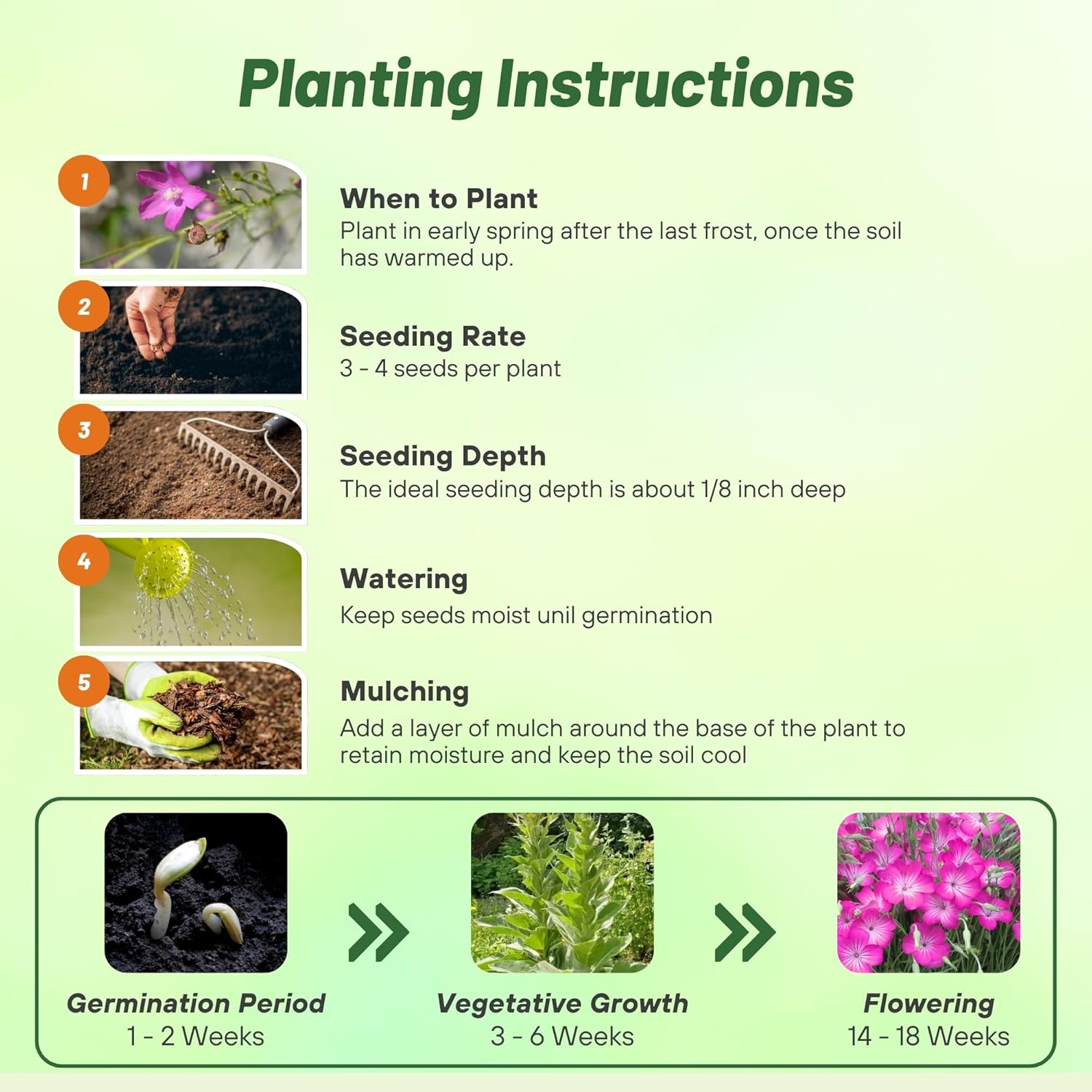 Agrostemma Rose Planting Directions