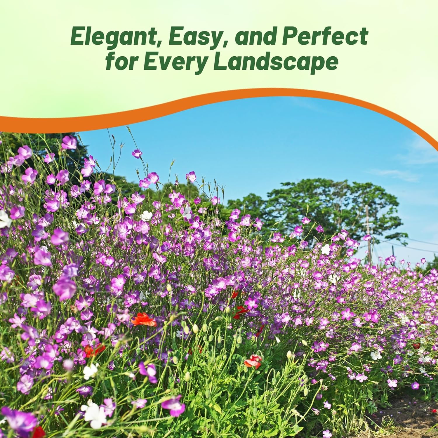 Agrostemma Rose Cut Flower Plants