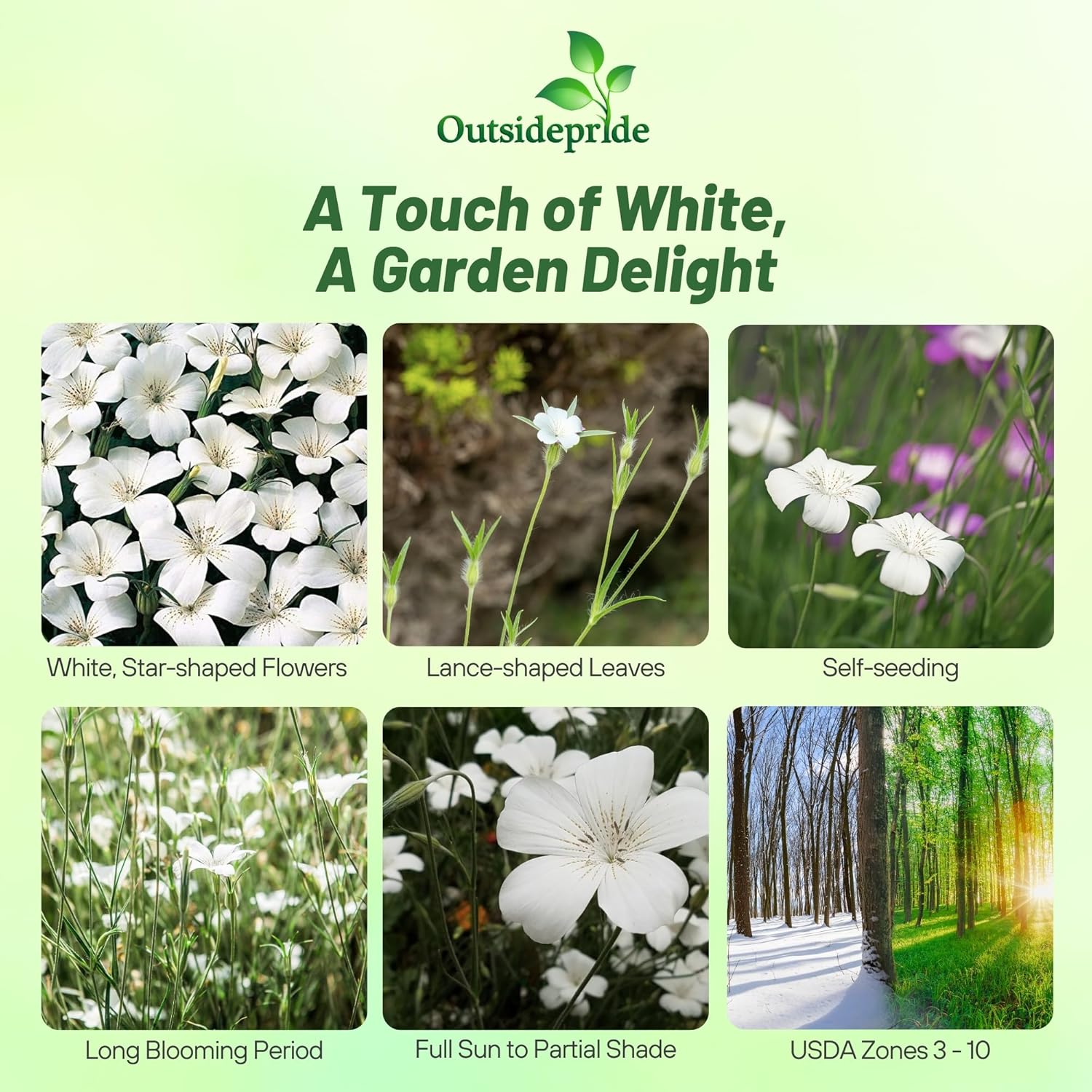Annual Agrostemma White Flowers