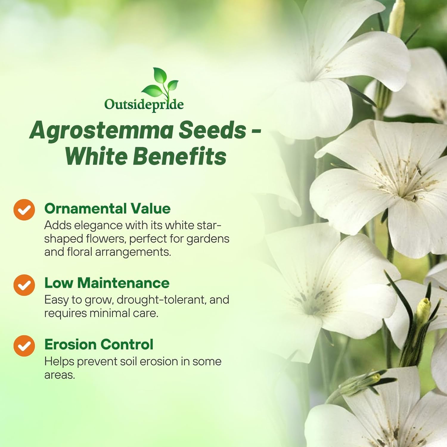 Agrostemma White Flower Garden