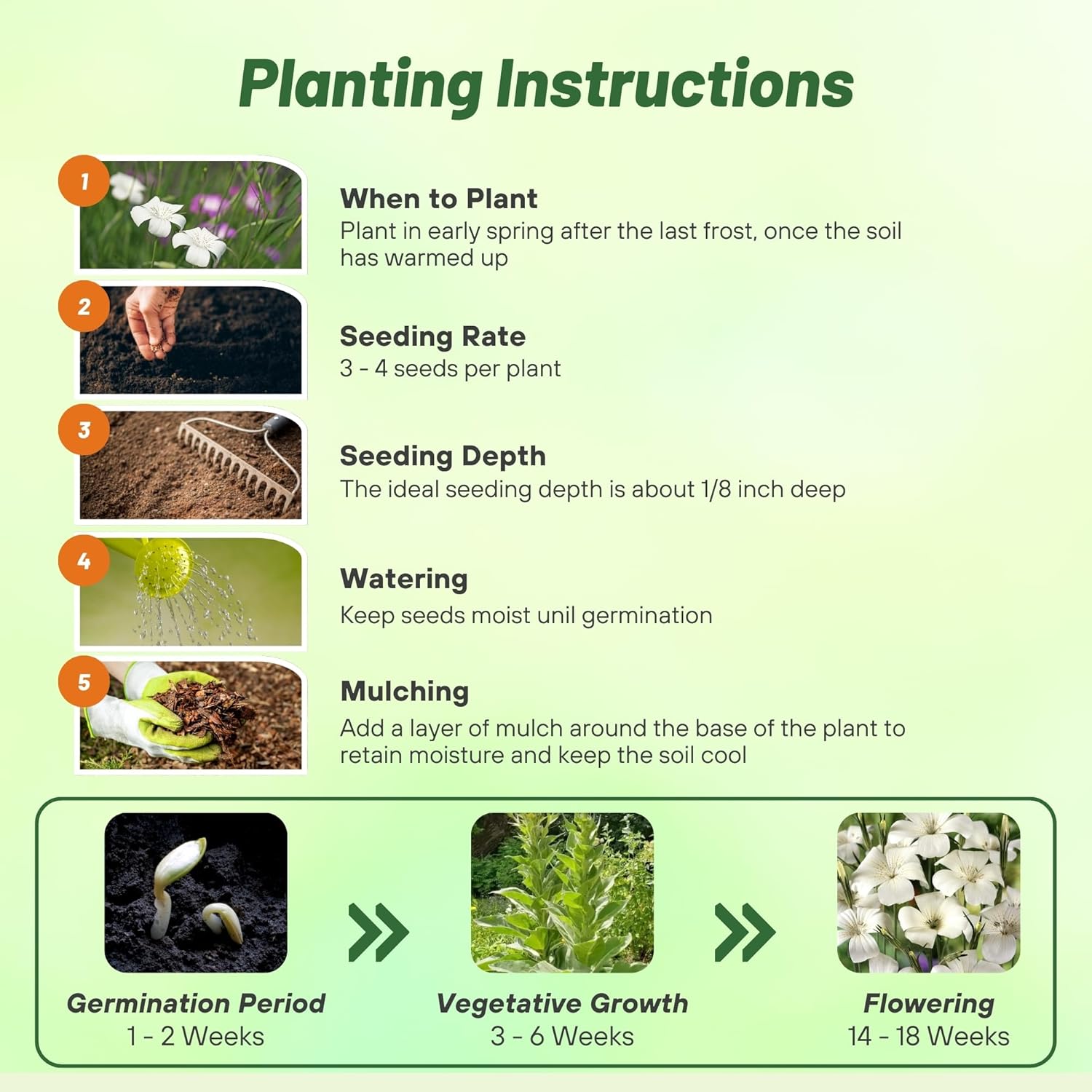 Agrostemma White Planting Directions