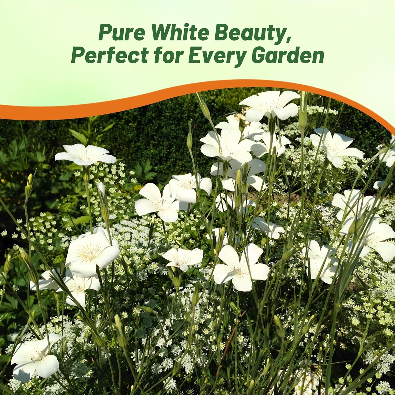 Agrostemma White Cut Flower Plants