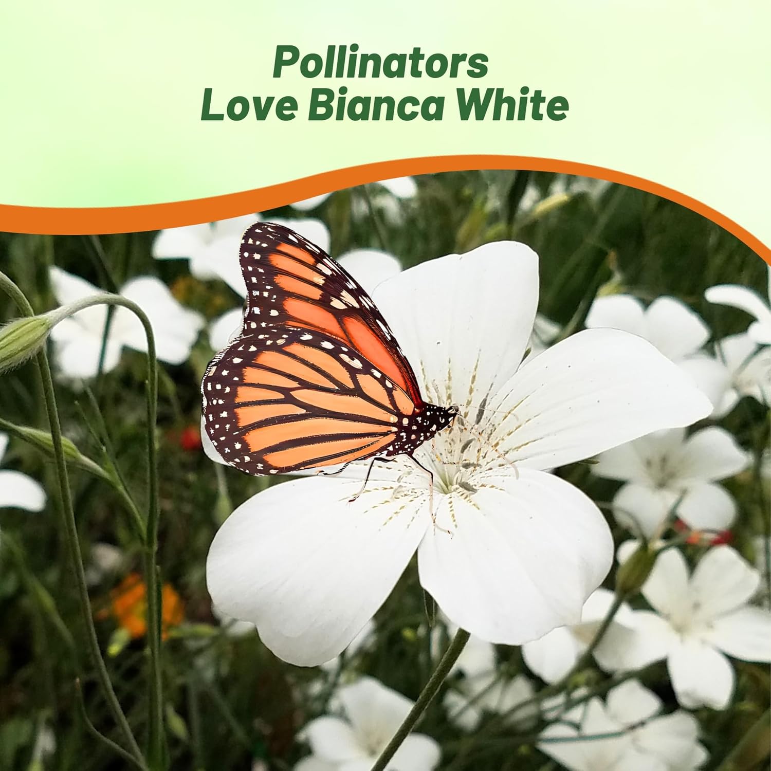 Agrostemma White Pollinating Flowers