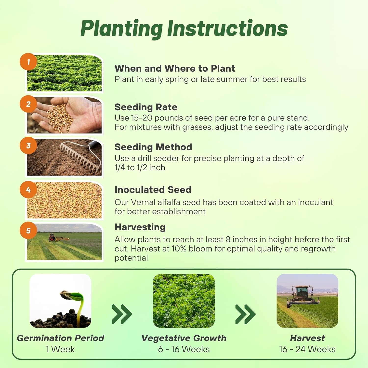 Vernal Alfafa Seed For Cover Crops and Forage - 50 LBS - Inoculated
