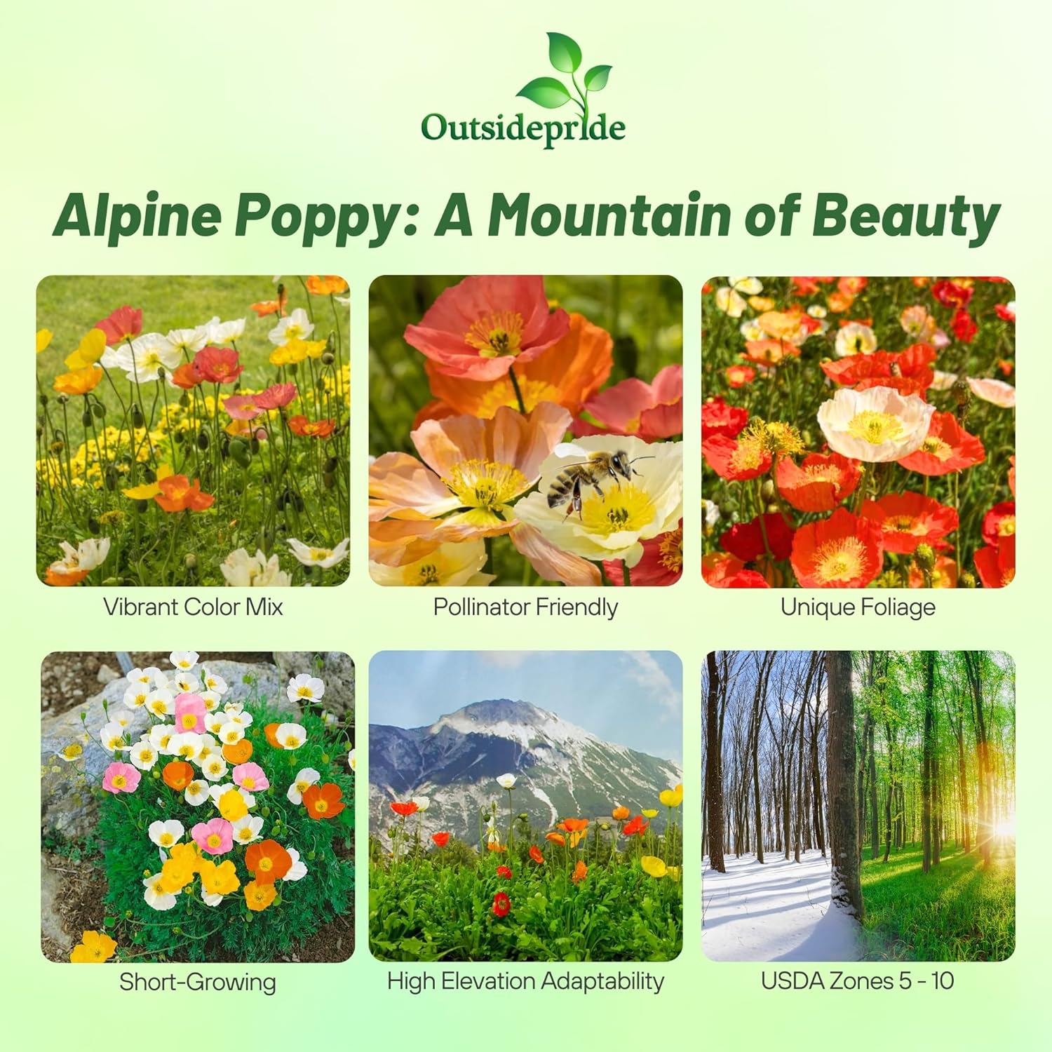 Poppy Alpine Planting Directions