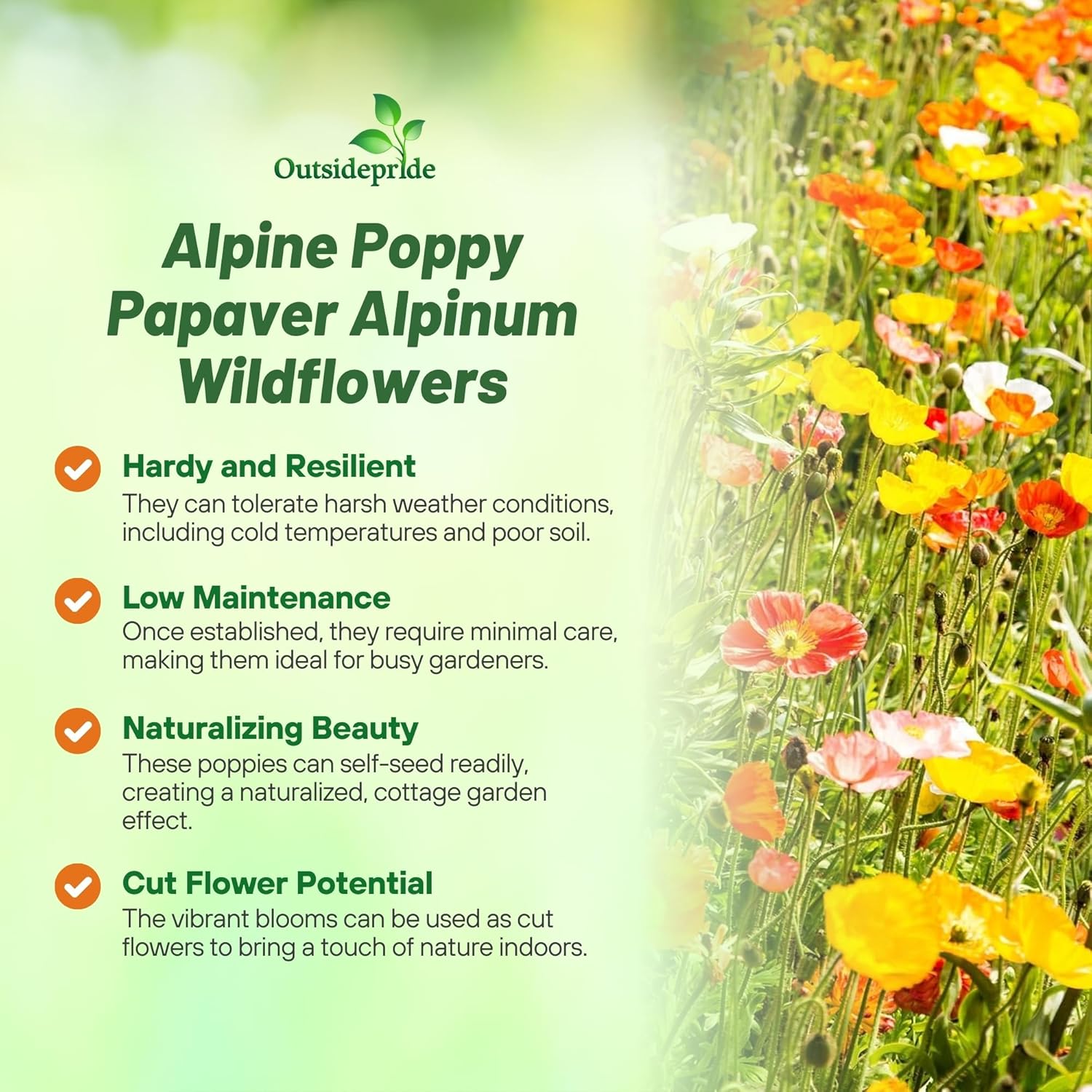 Poppy Alpin Flower Garden Seeds