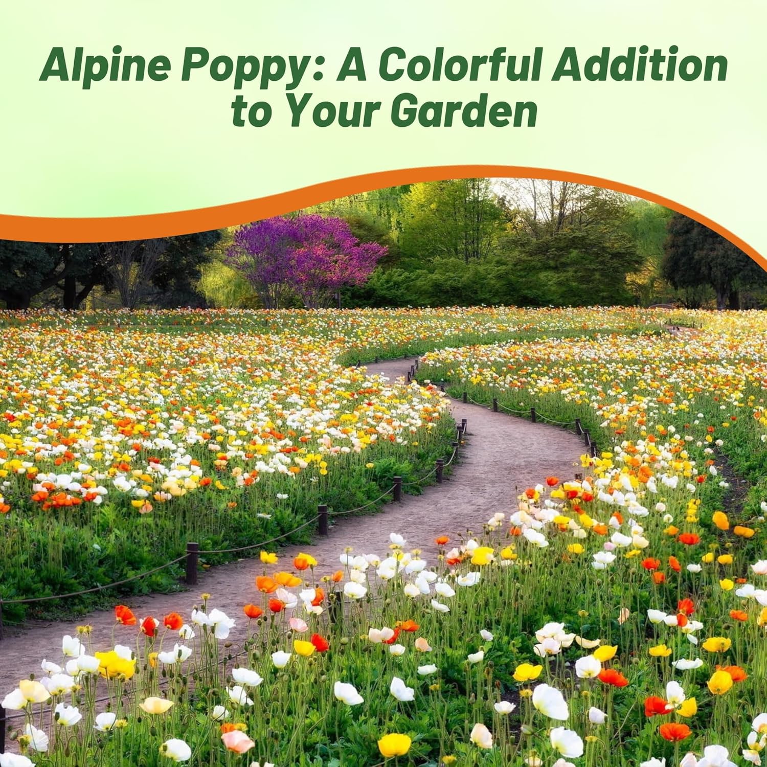 Poppy Alpine Flower Garden