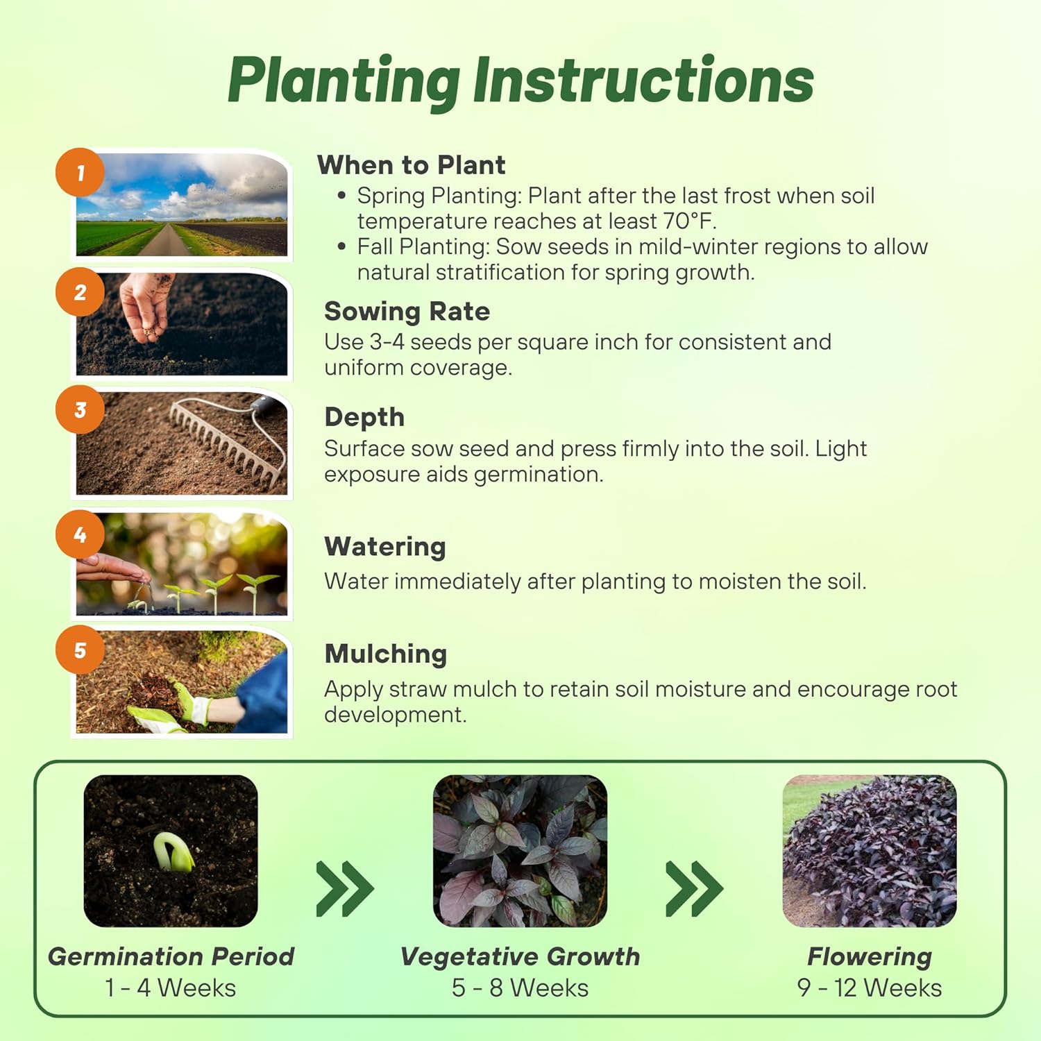 Alternanthera Purple Knight Planting Directions