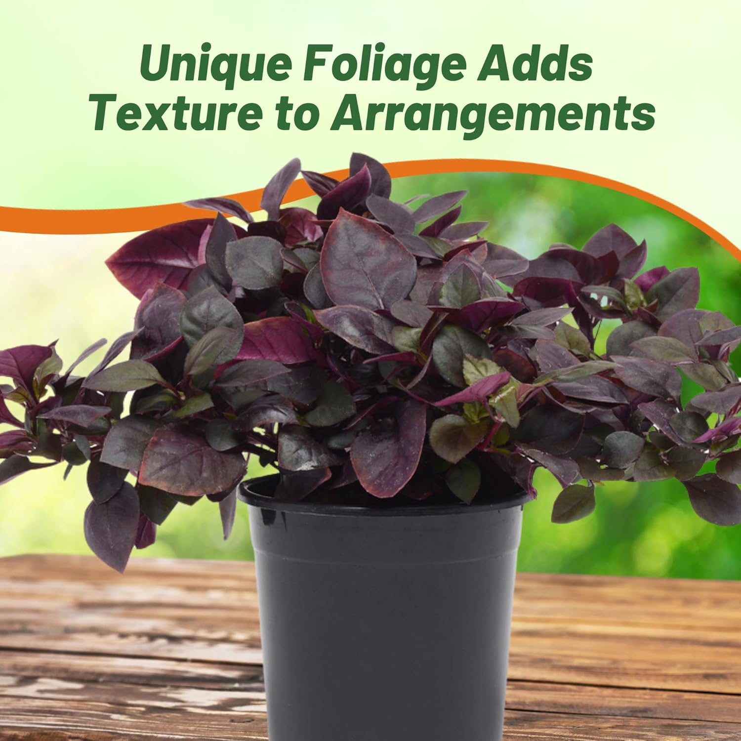 Alternanthera Purple Knight Container Plant