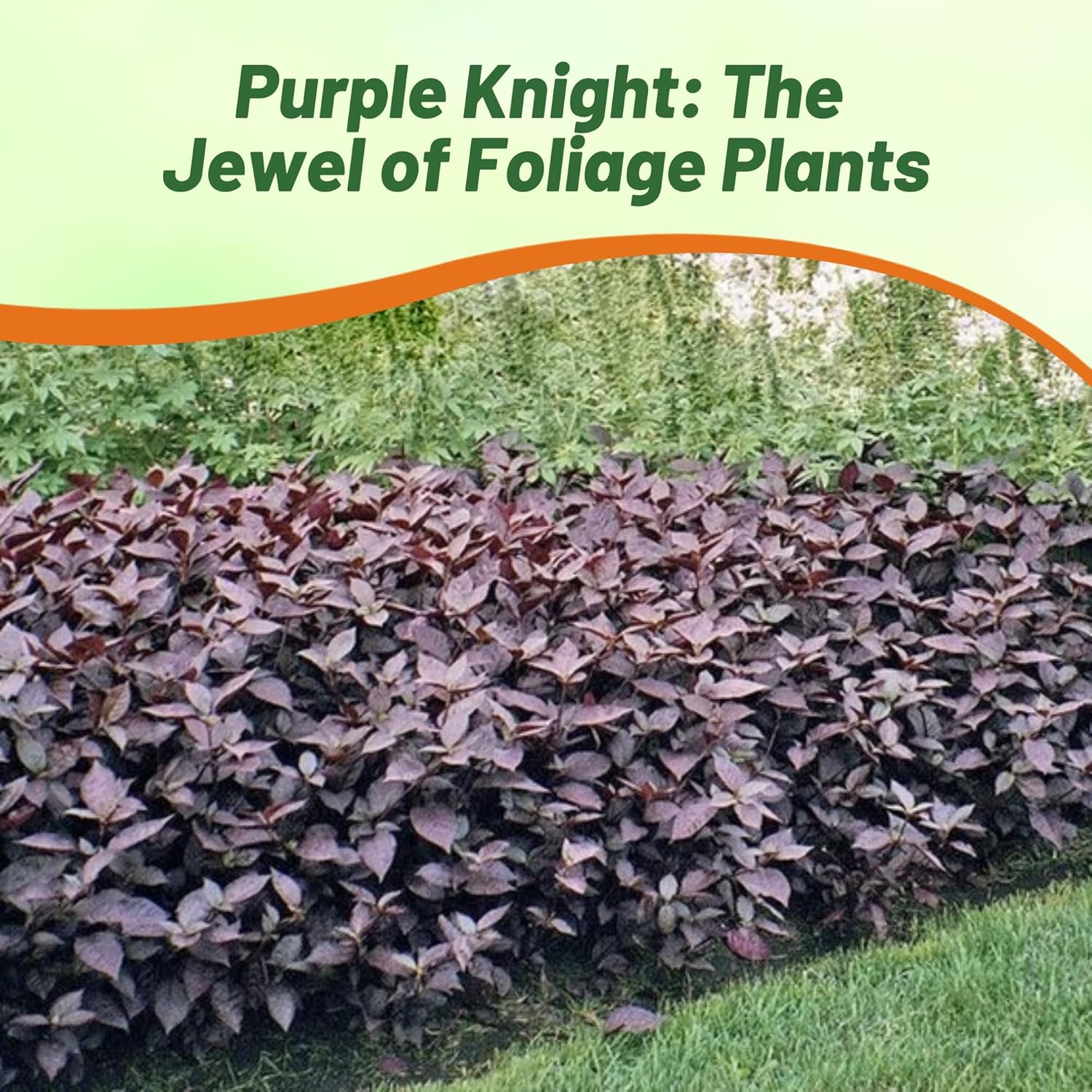 Alternanthera Landscaping Hedge