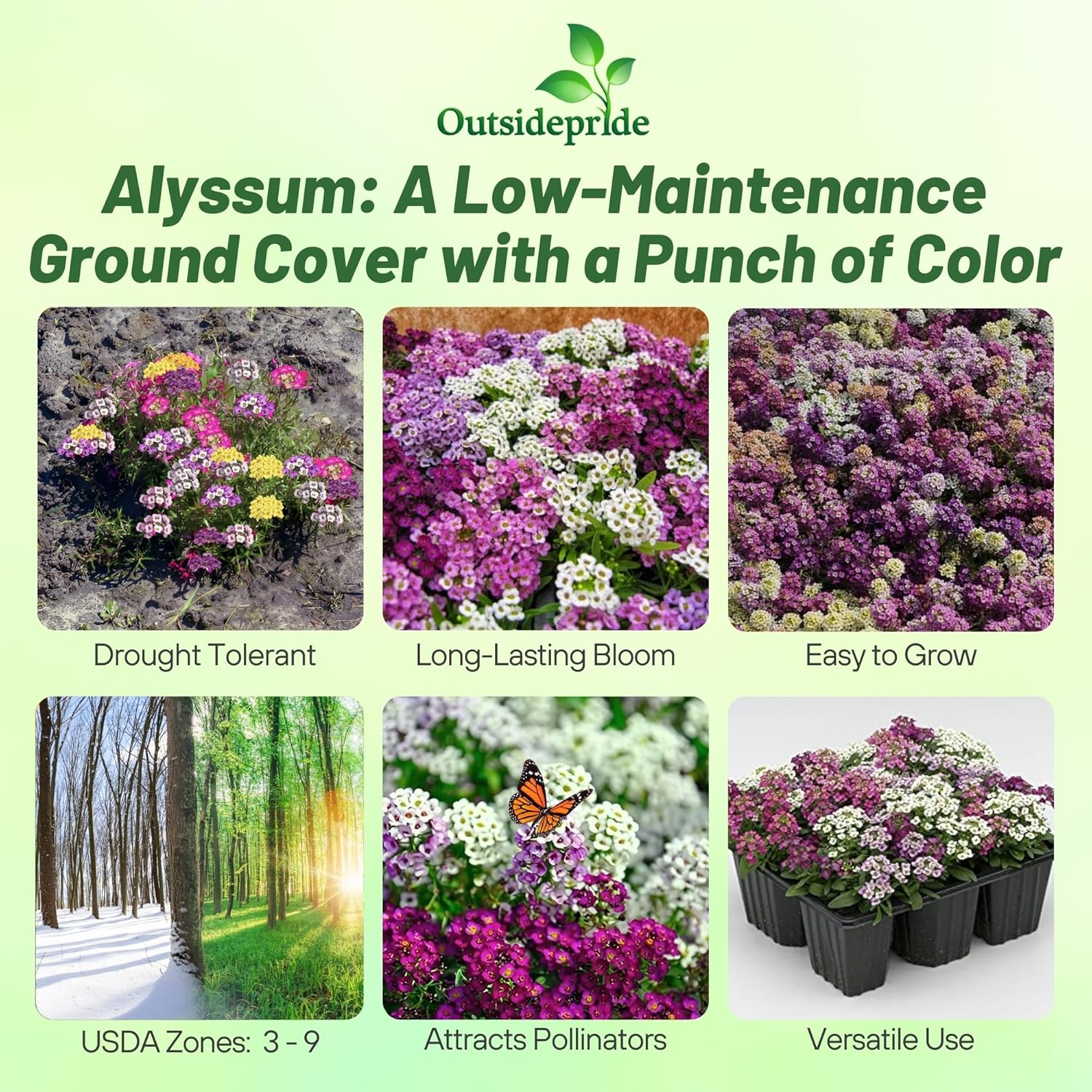 Alyssum Easter Bonnet Groundcover Mix