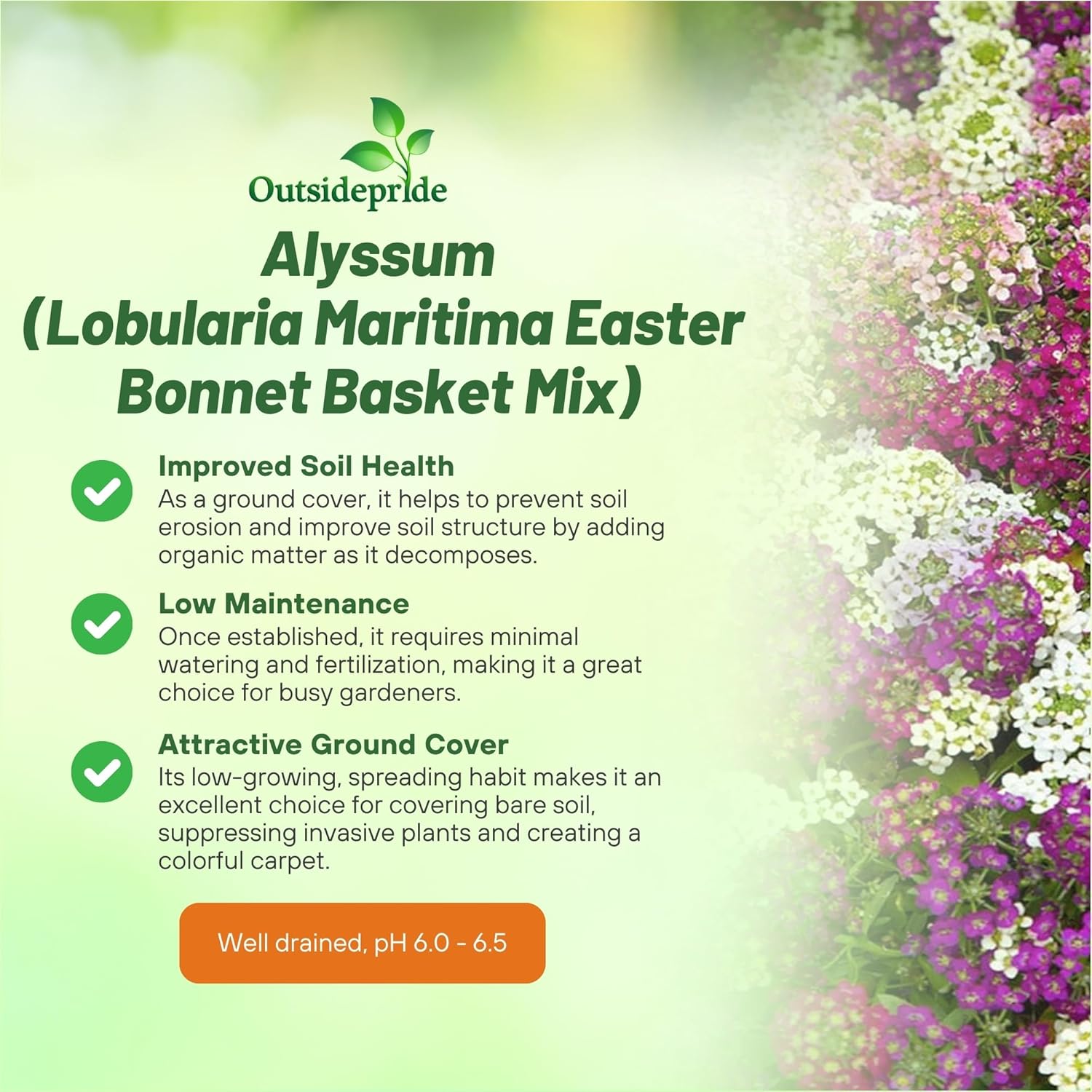 Alyssum Easter Bonnet Flower Mix