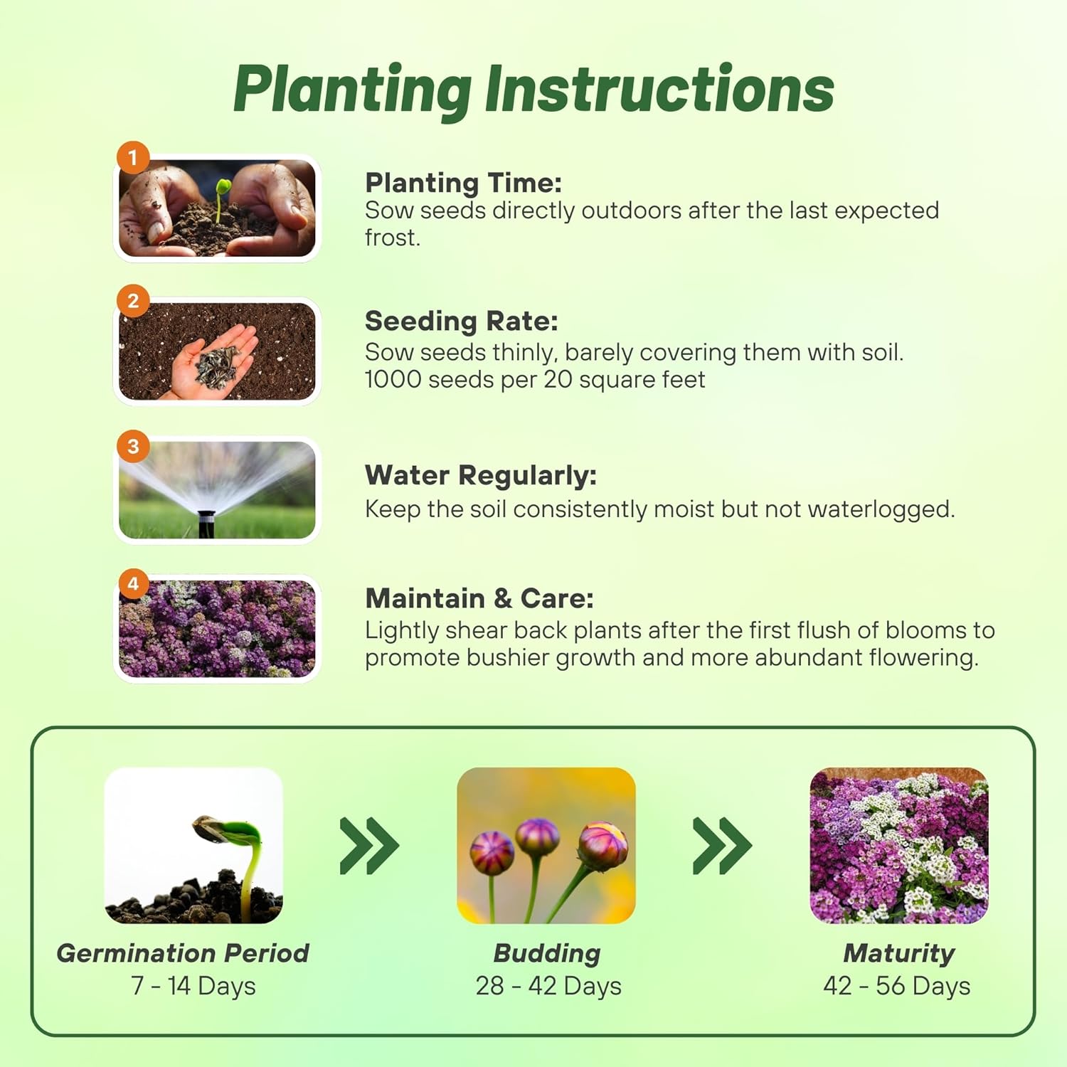 Alyssum Easter Bonnet Planting Directions