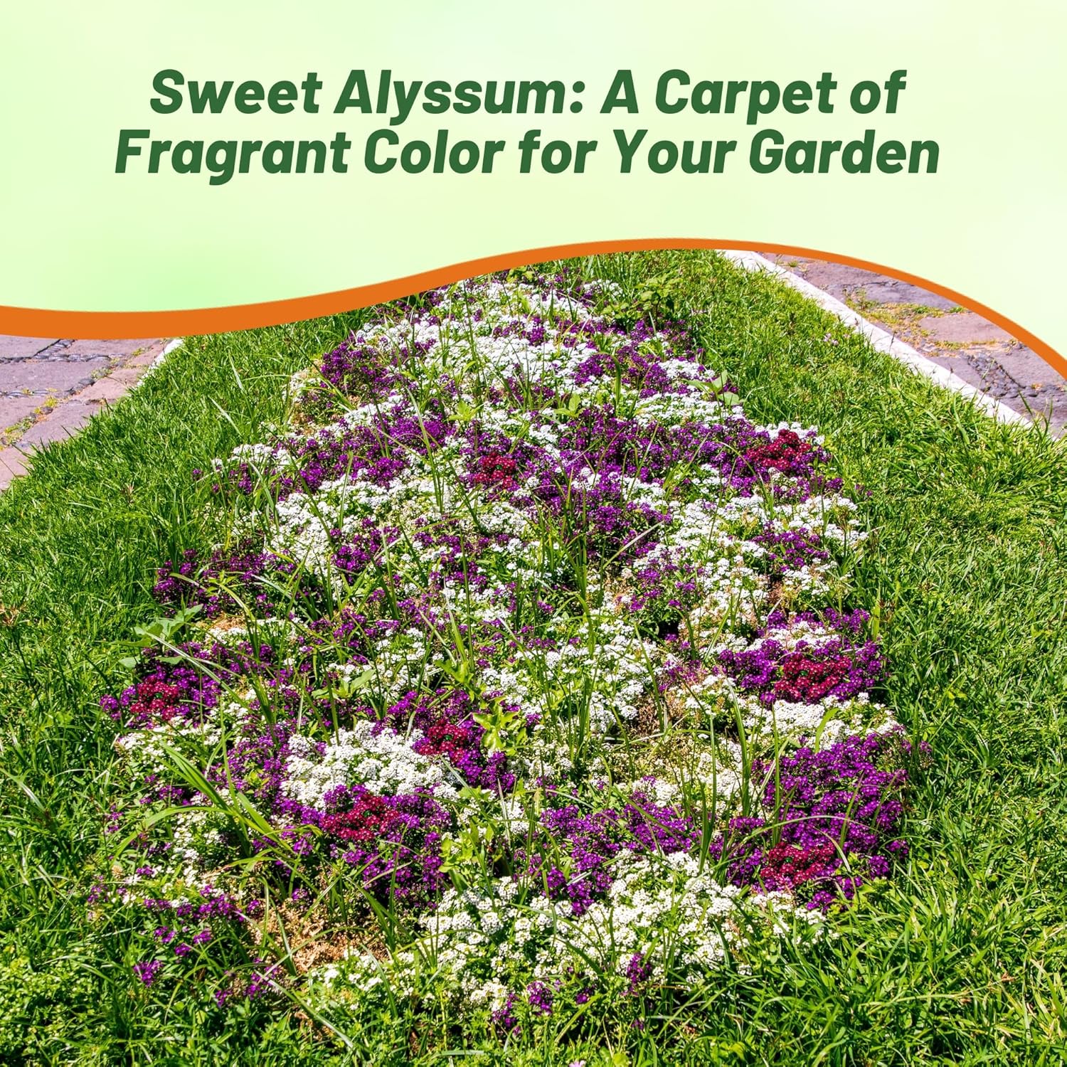 Alyssum Easter Bonnet Flower Garden