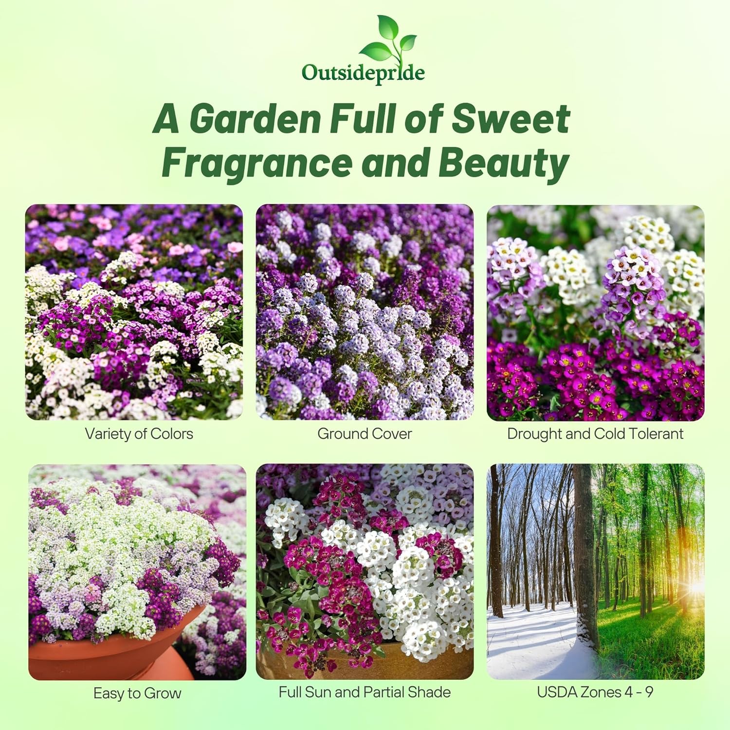 Lobularia Maritima Garden Seed Mix
