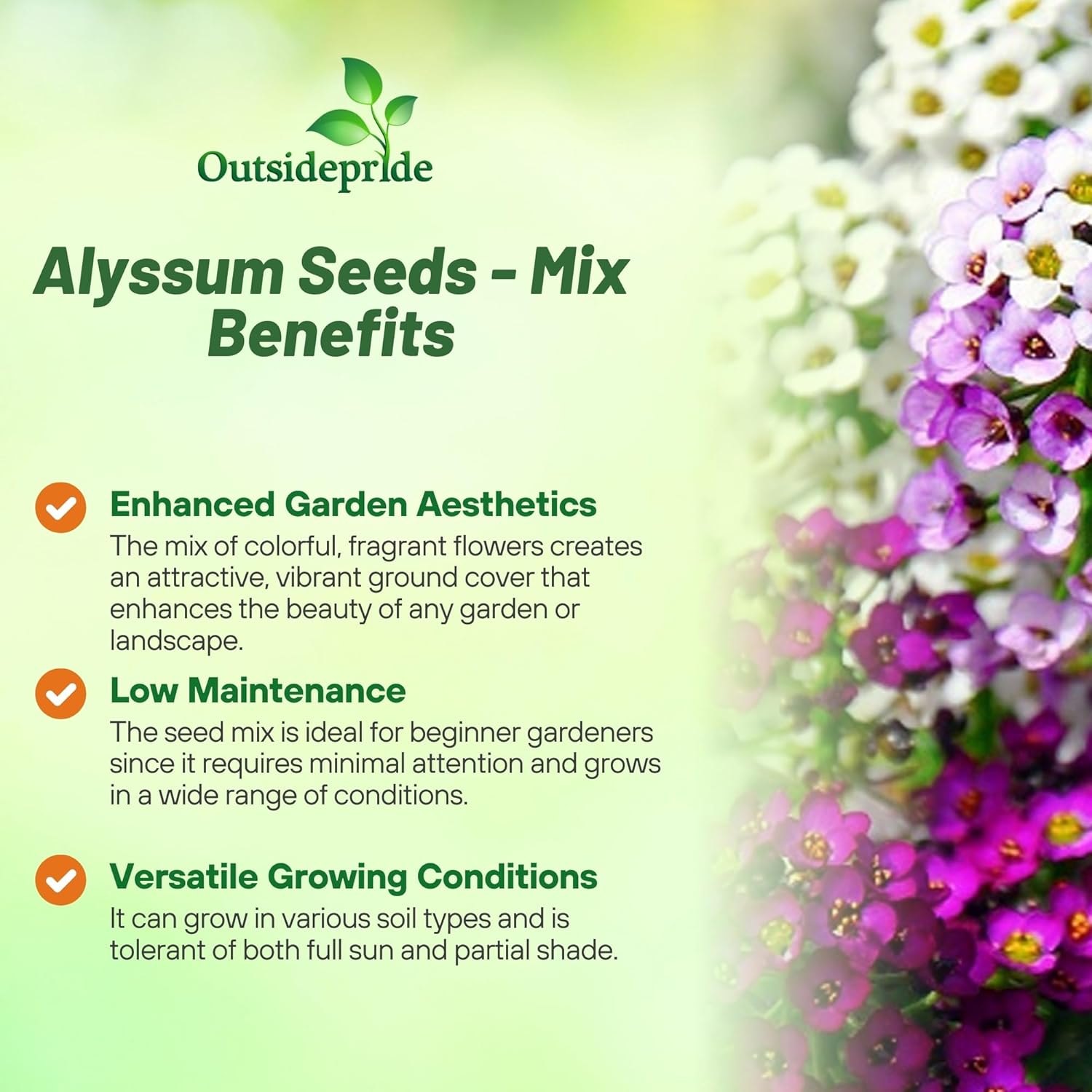 Sweet Alyssum Planting Directions