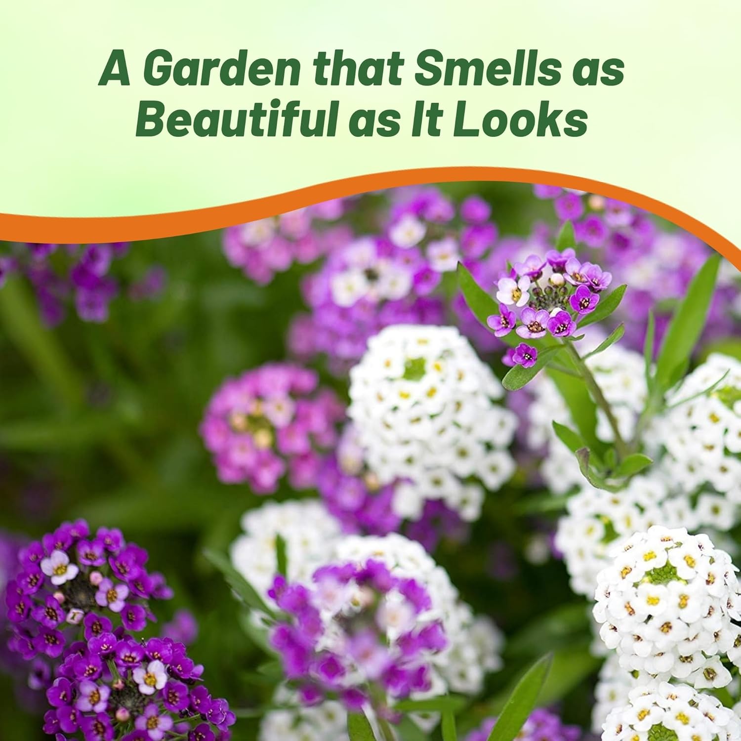 Sweet Alyssum Garden Flowers