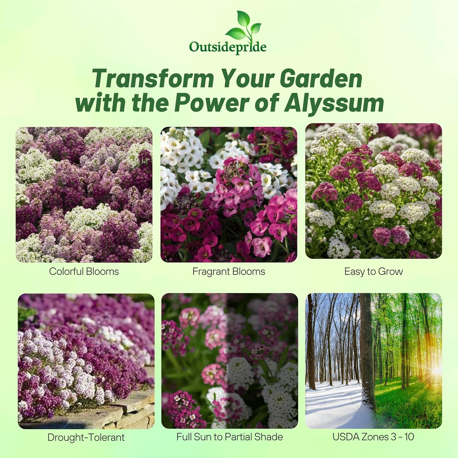 Alyssum Wonderland Groundcover Mix