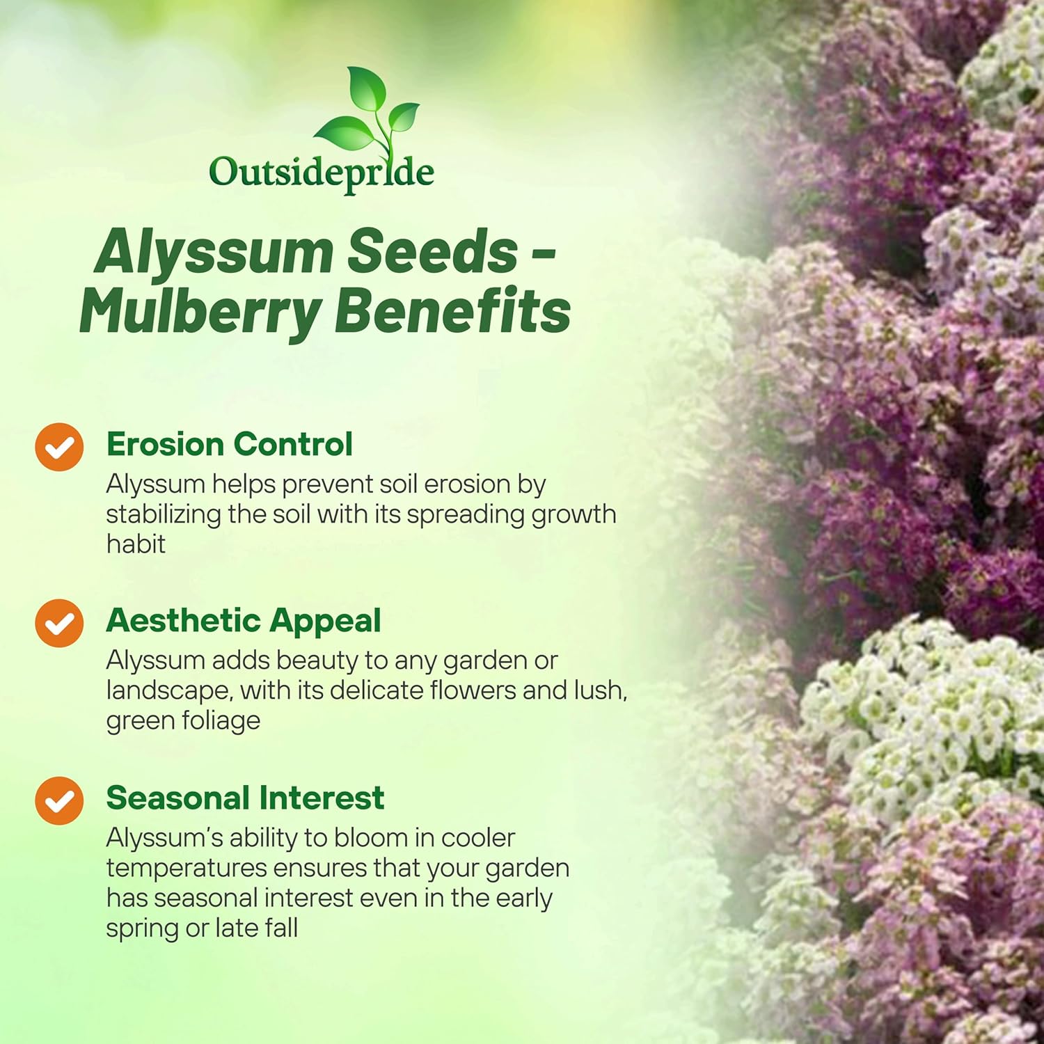 Alyssum Mulberry Flower Mix