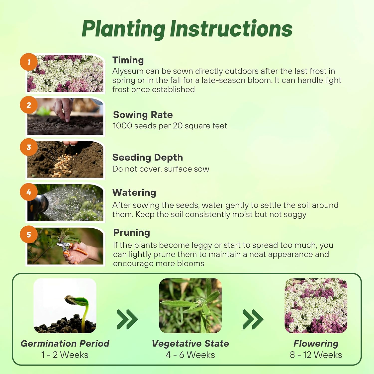 Alyssum Mulberry Planting Directions