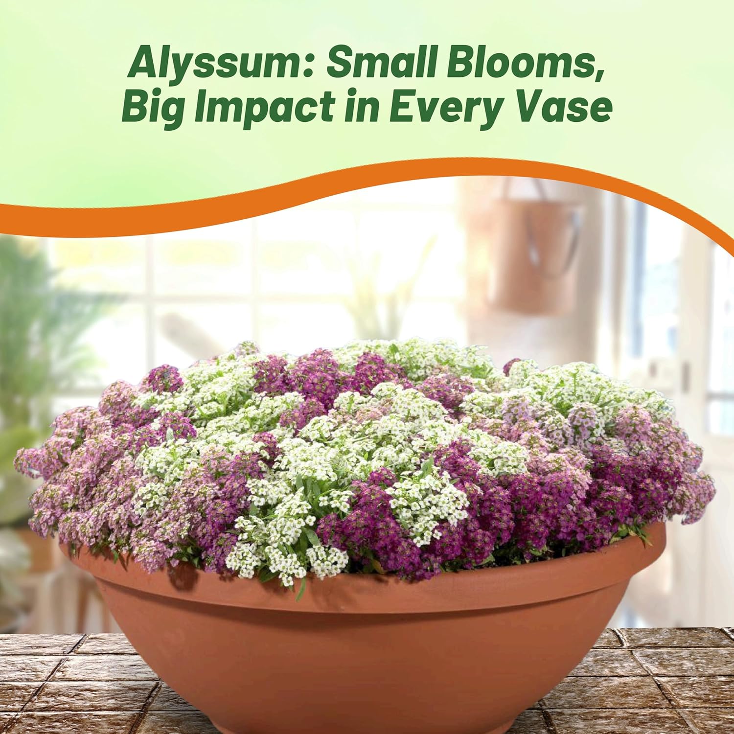 Lobularia Maritima Wonderland Mulberry Mix