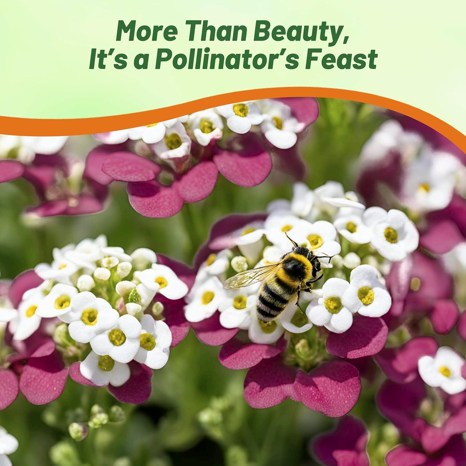 Alyssum Wonderland Mulberry Seed Mix