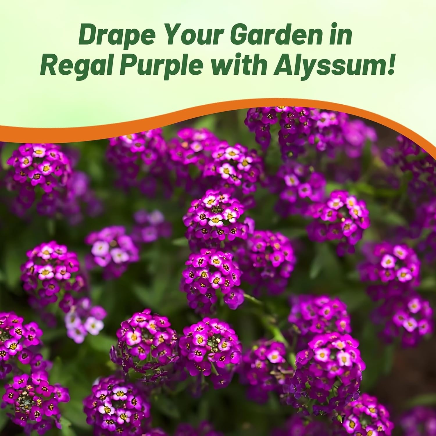 Alyssum Oriental Night Flower Bed