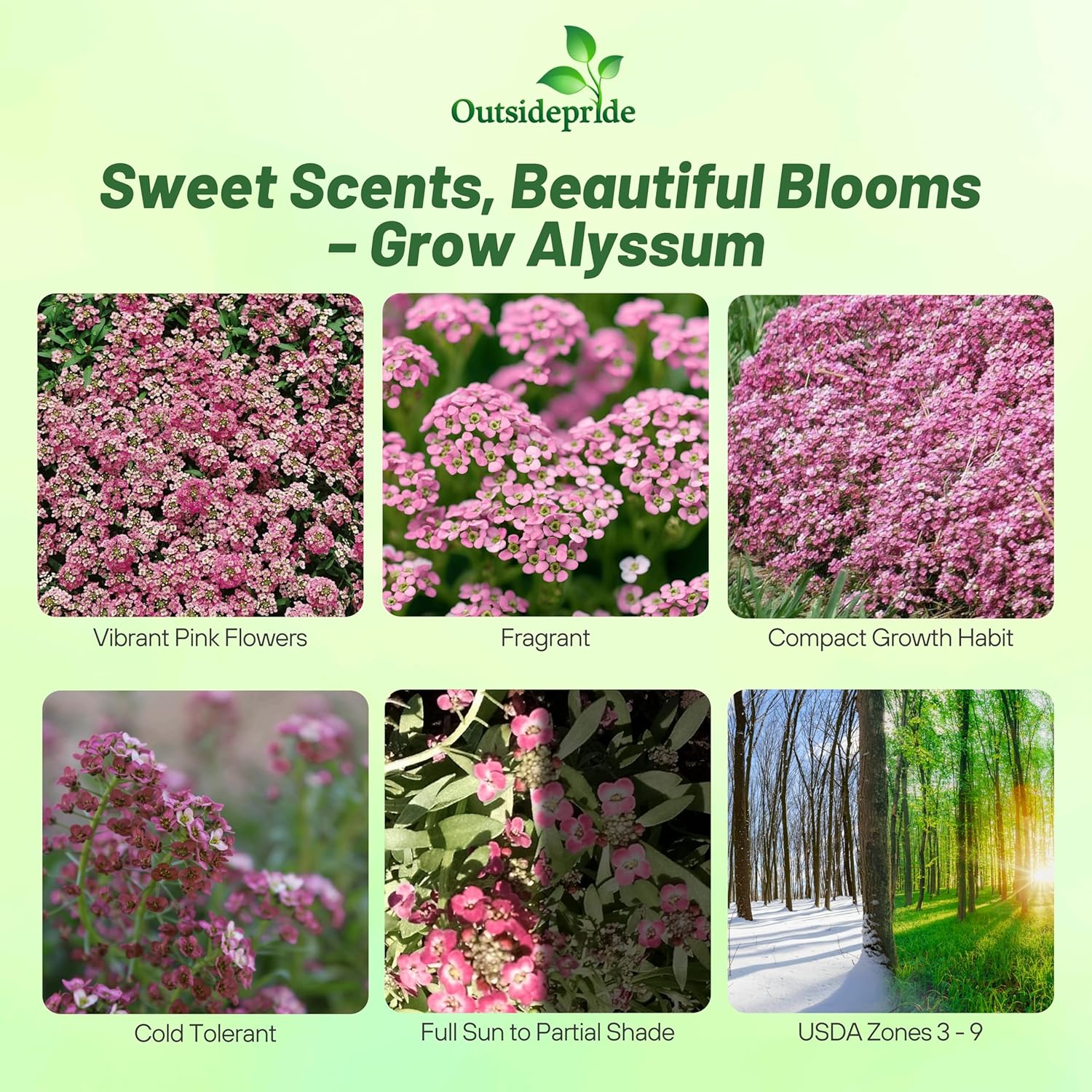 Lobularia Maritima Easter Bonnet Pink