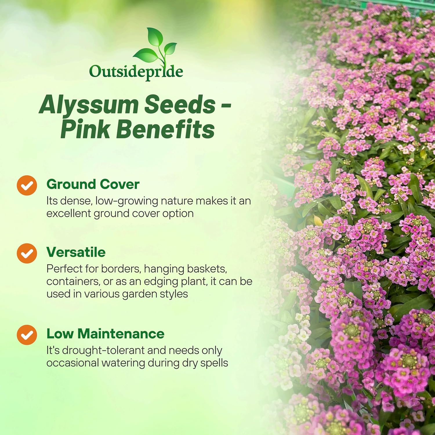 Alyssum Pink Ground Cover