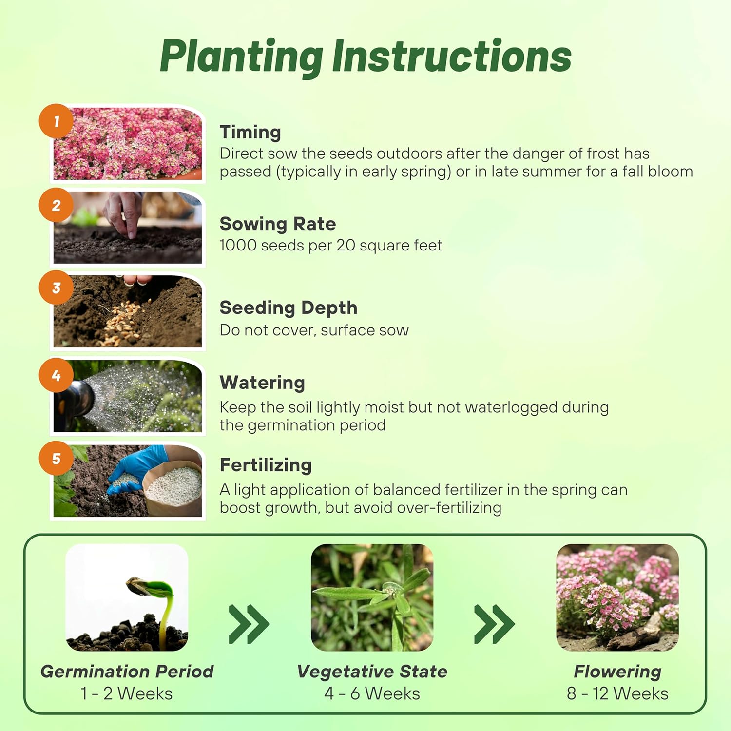 Alyssum Pink Planting Directions
