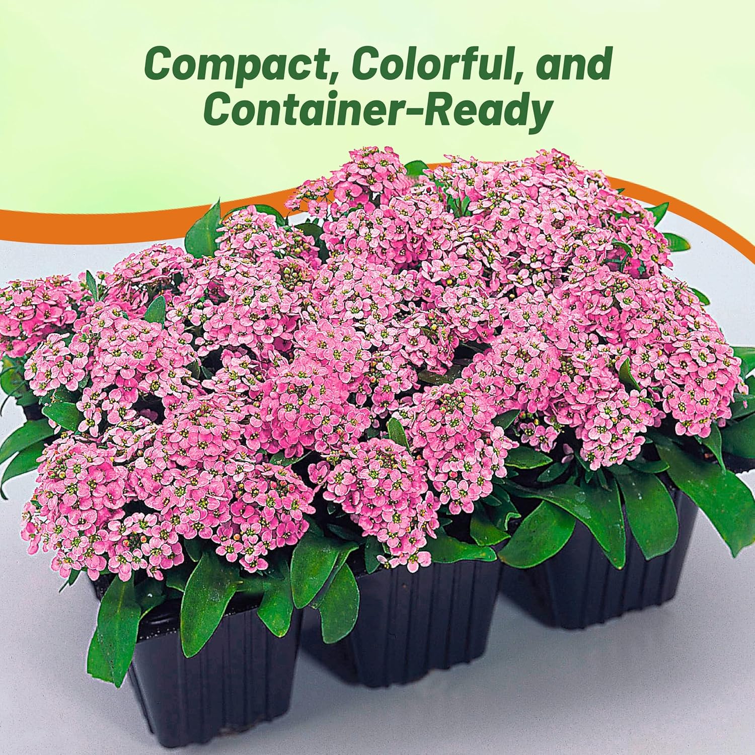 Alyssum Pink Spreading Groundcover