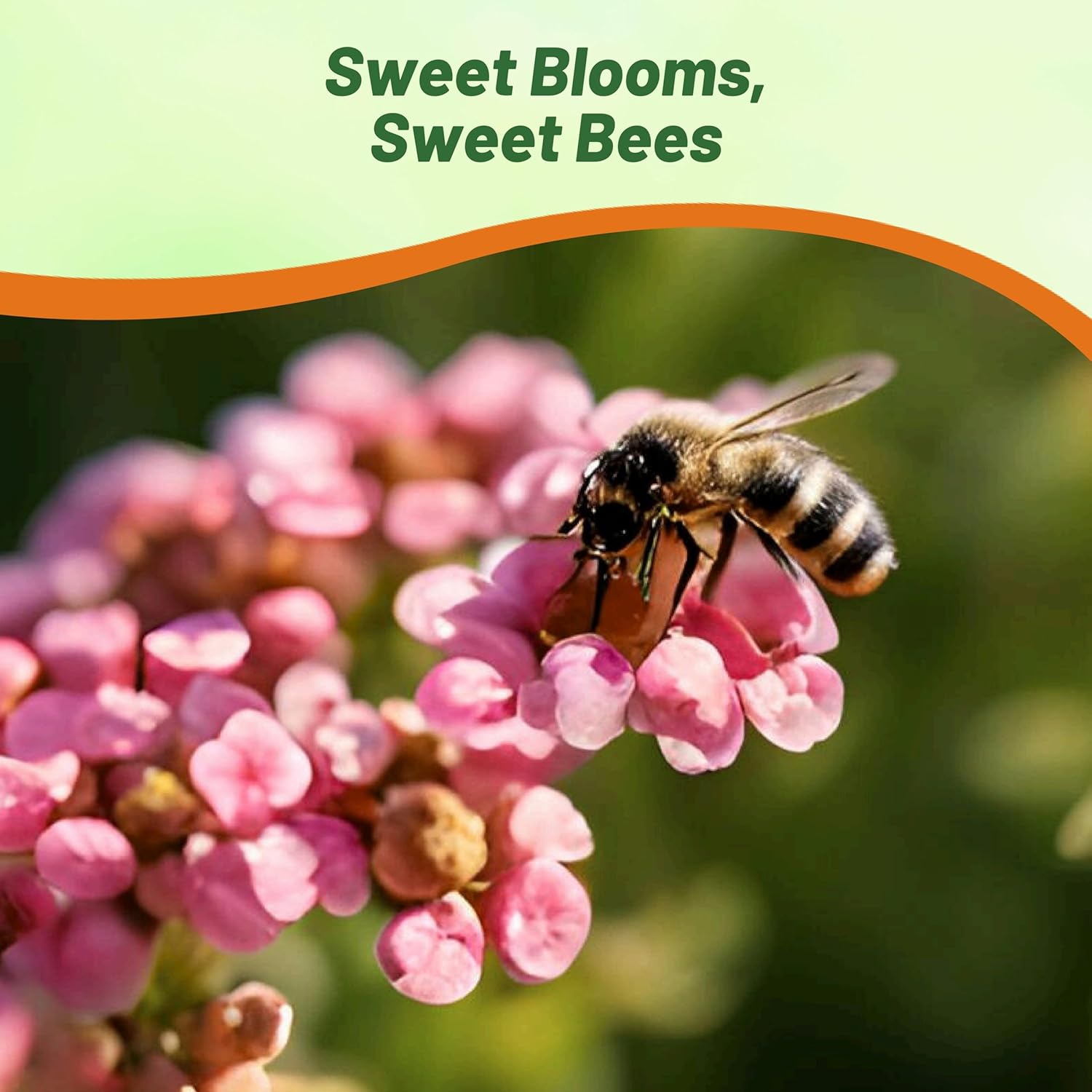 Alyssum Easter Bonnet Pink Flowers