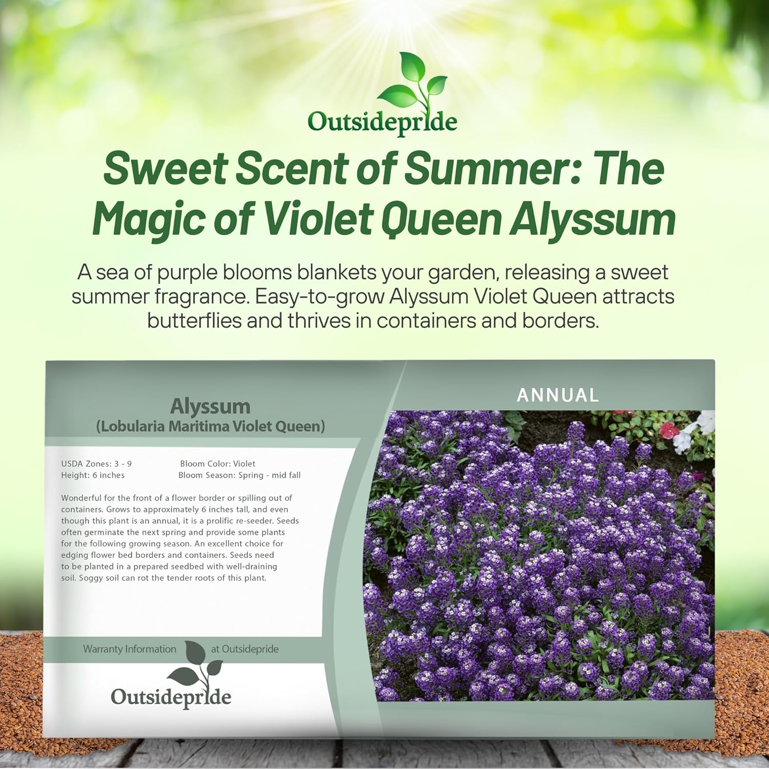 Alyssum Violet Queen Seed Packet