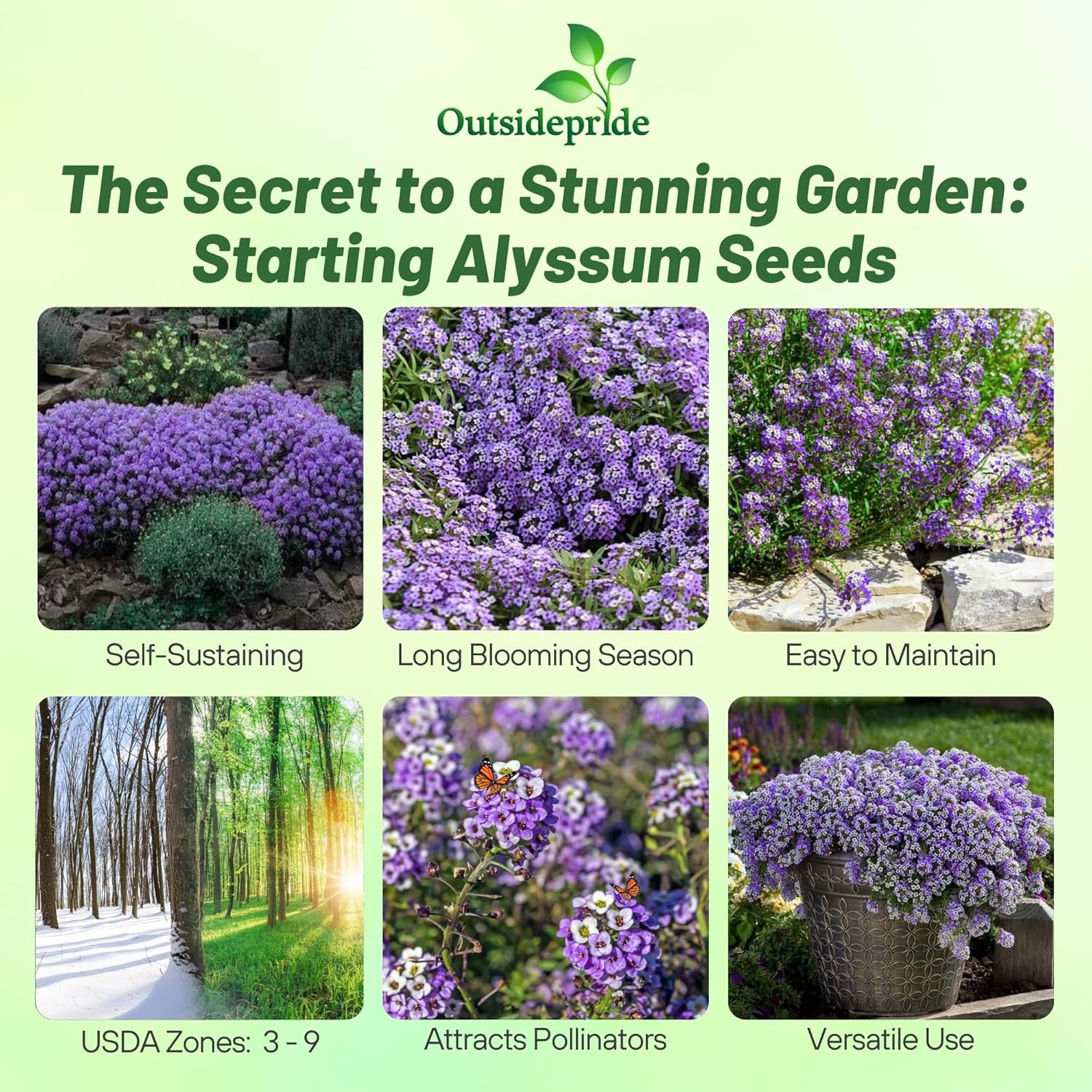 Alyssum Violet Queen Flowering Groundcover