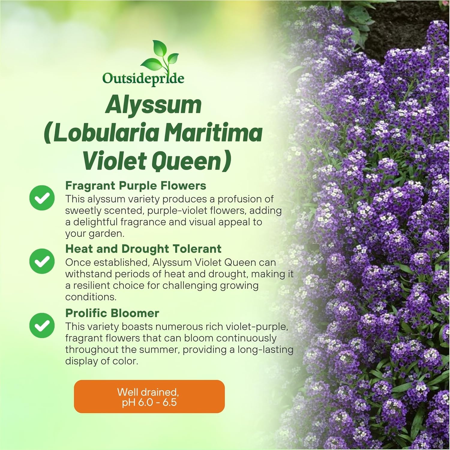Alyssum Violet Queen Gound Cover Plants