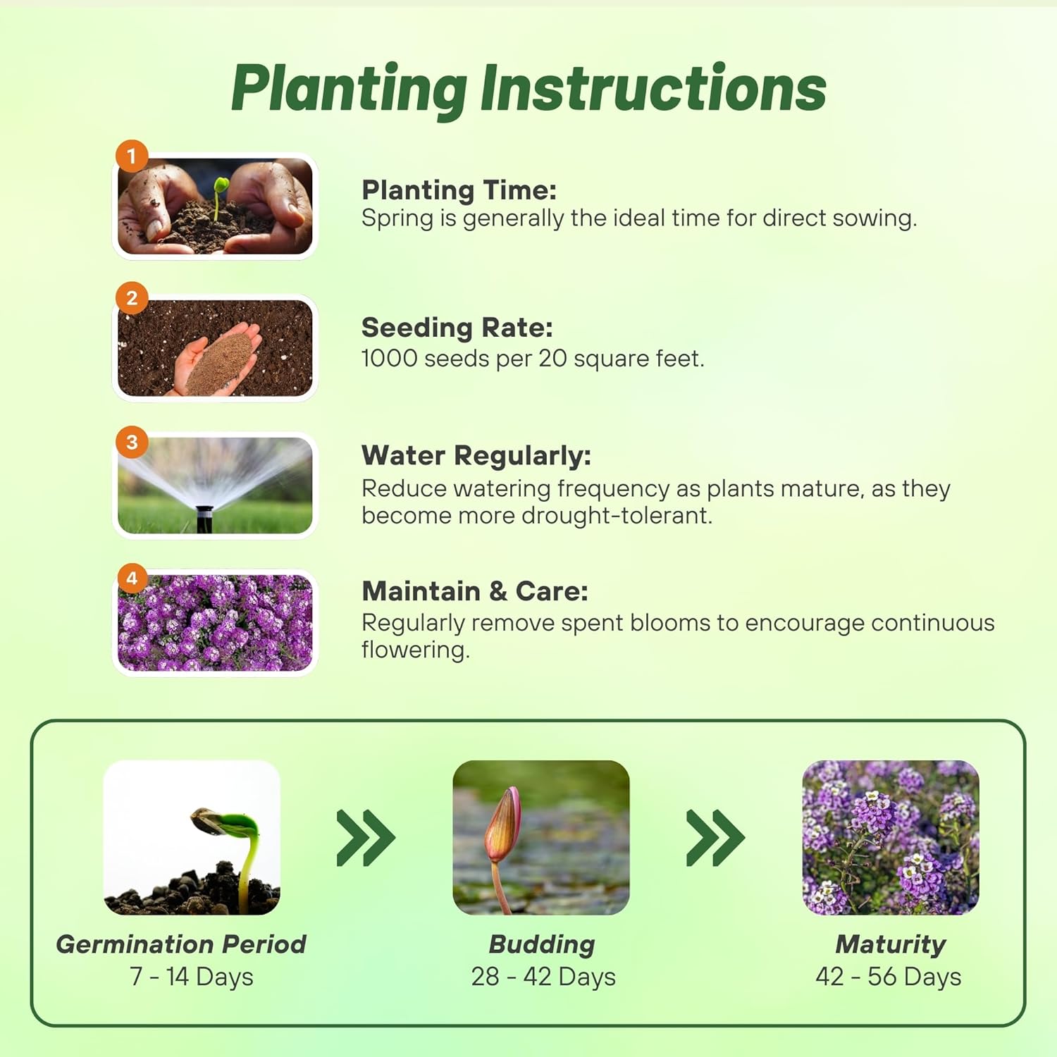 Alyssum Violet Queen Planting Directions