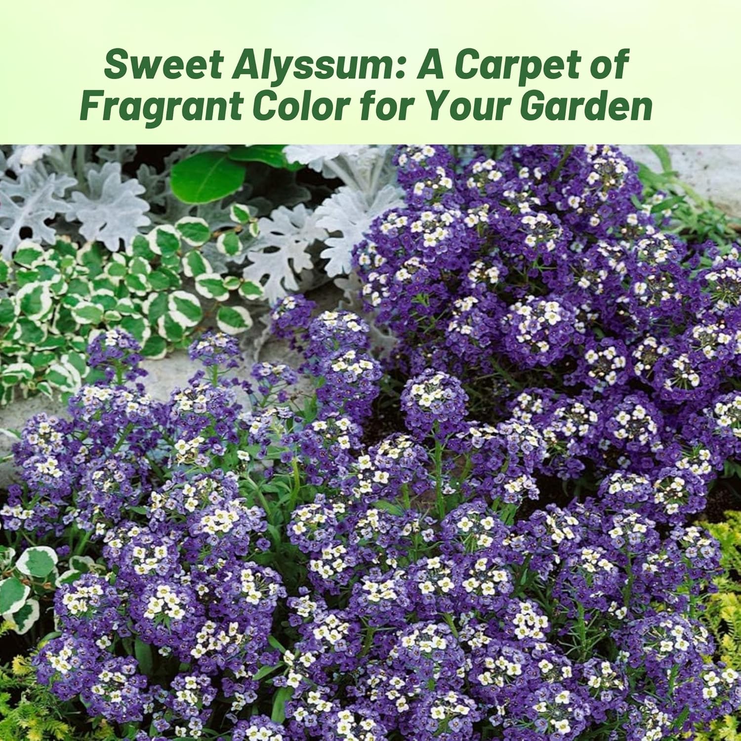 Alyssum Violet Queen Flower Bed