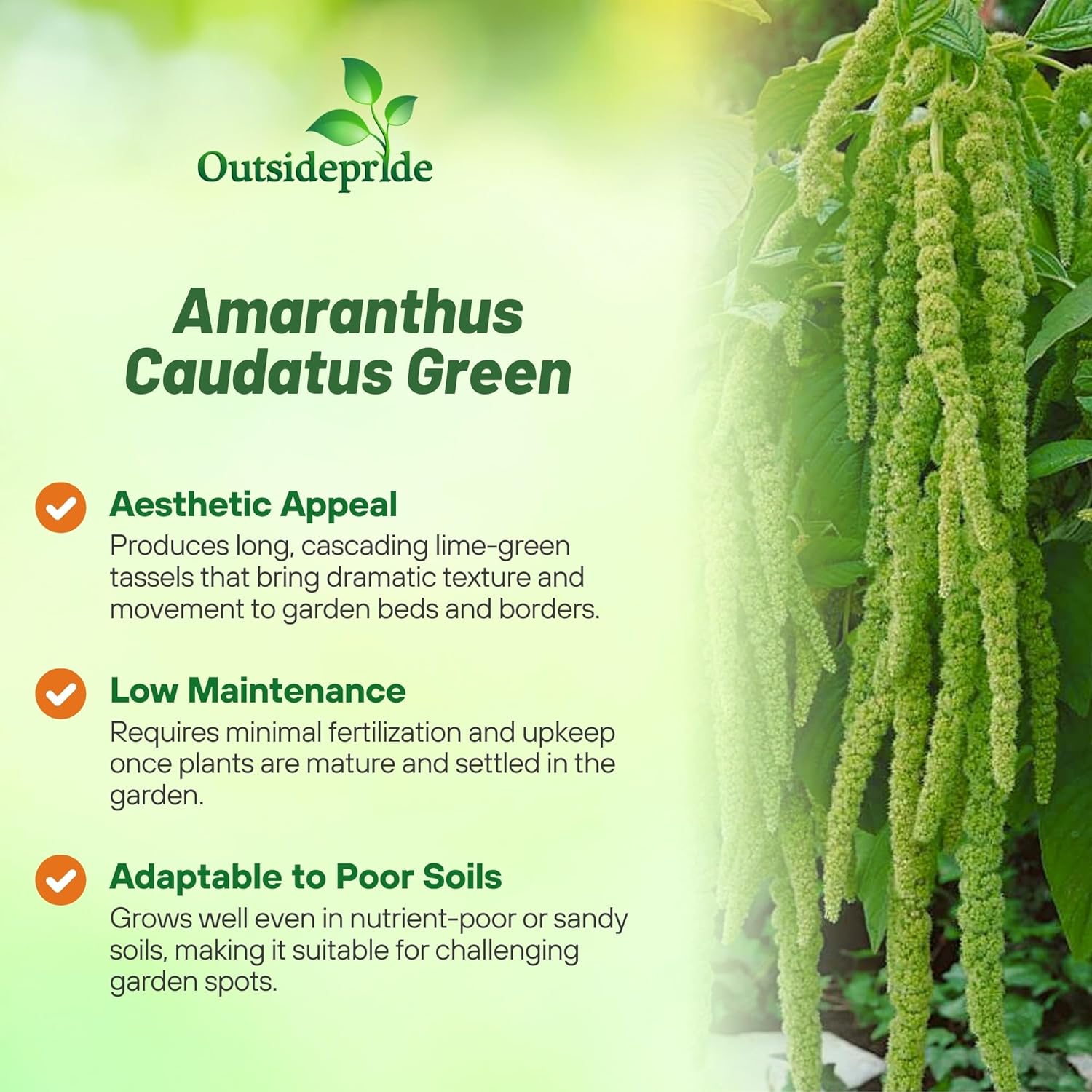 Heirloom Amaranthus Green Foliage Bush