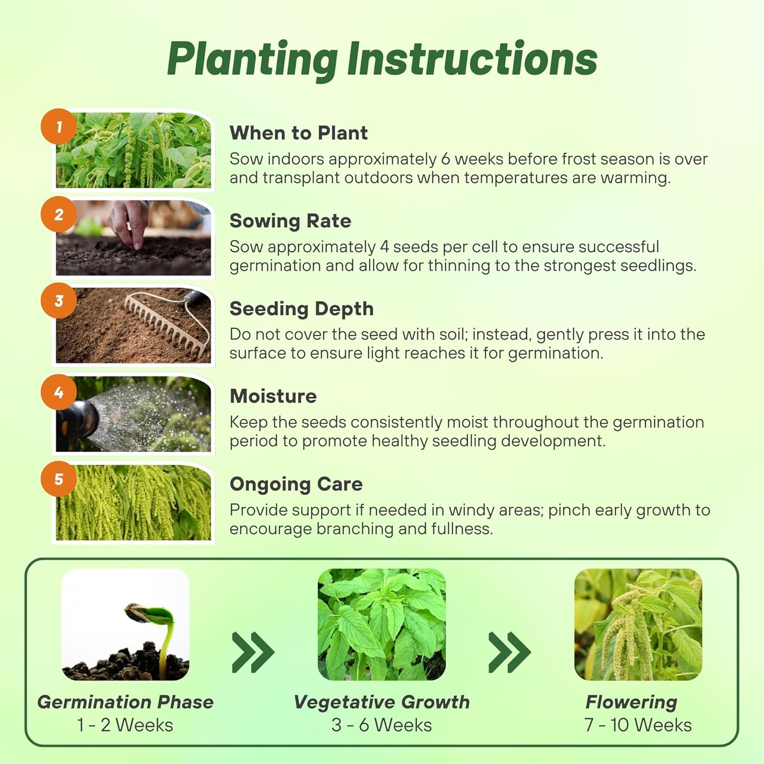 Amaranthus Green Planting Directions
