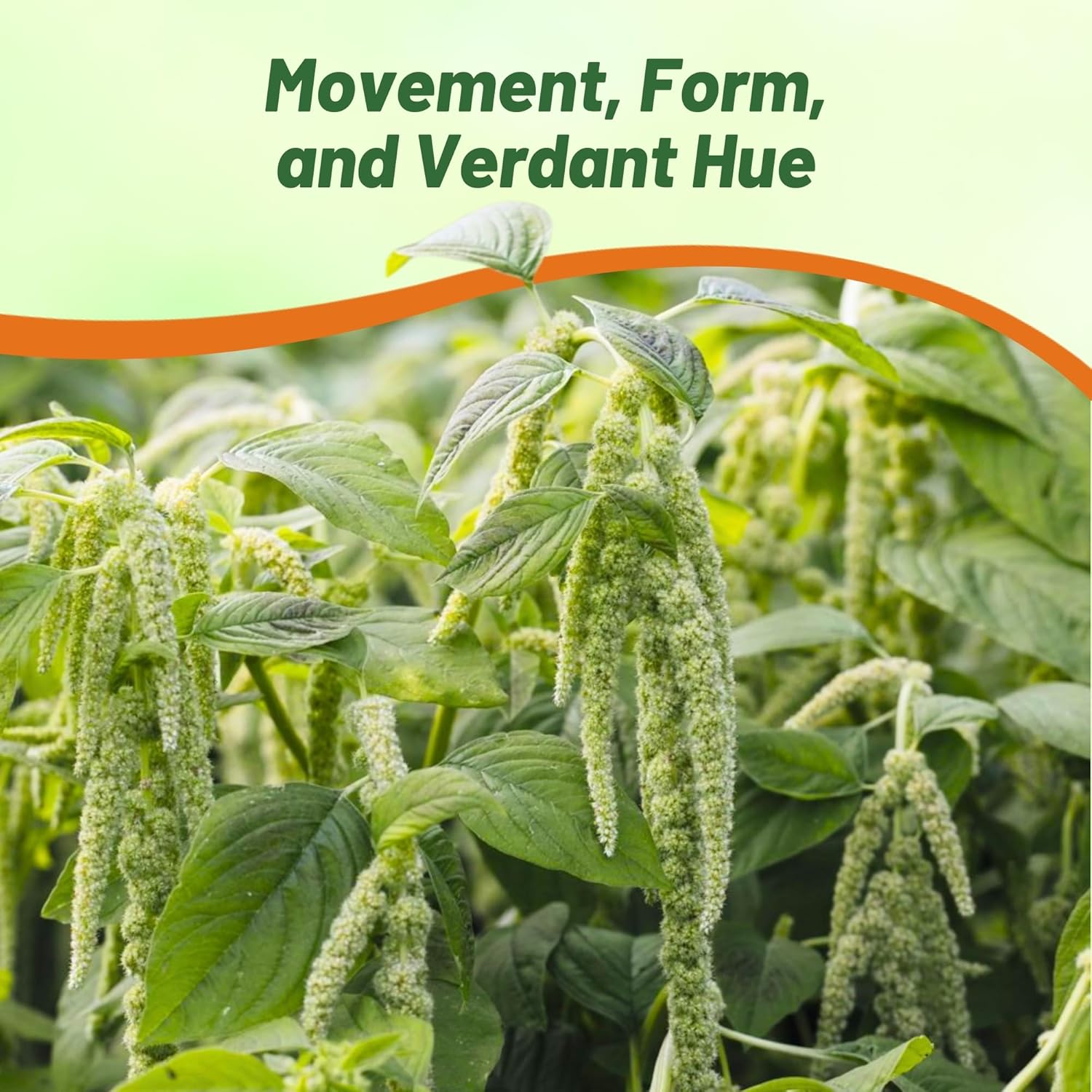 Love Lies Bleeding Green Container Plant