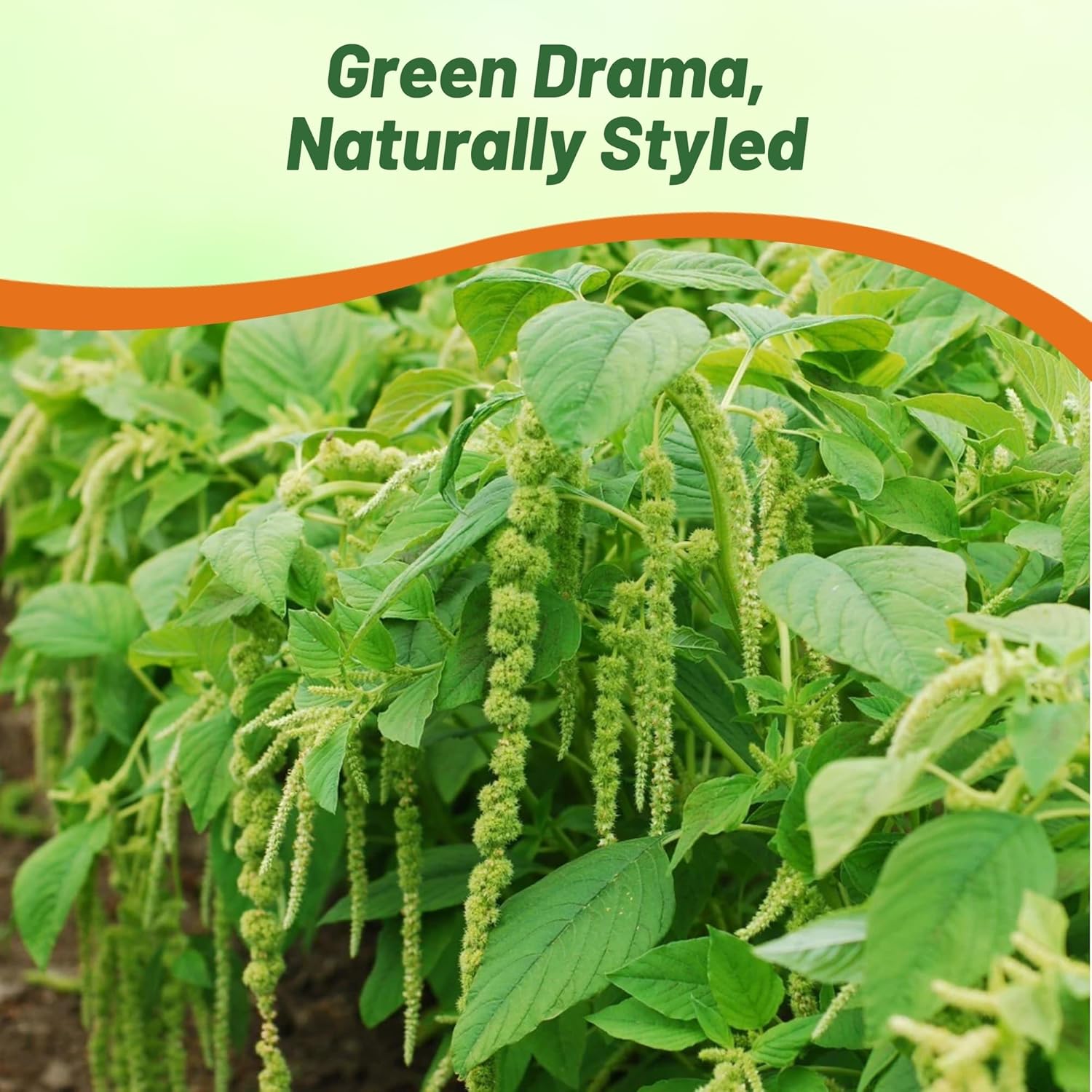 Amaranthus Green Landscaping Hedge