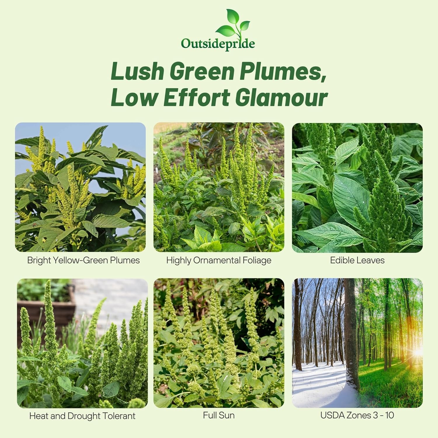 Love Lies Bleeding Green Thumb Foliage Plants