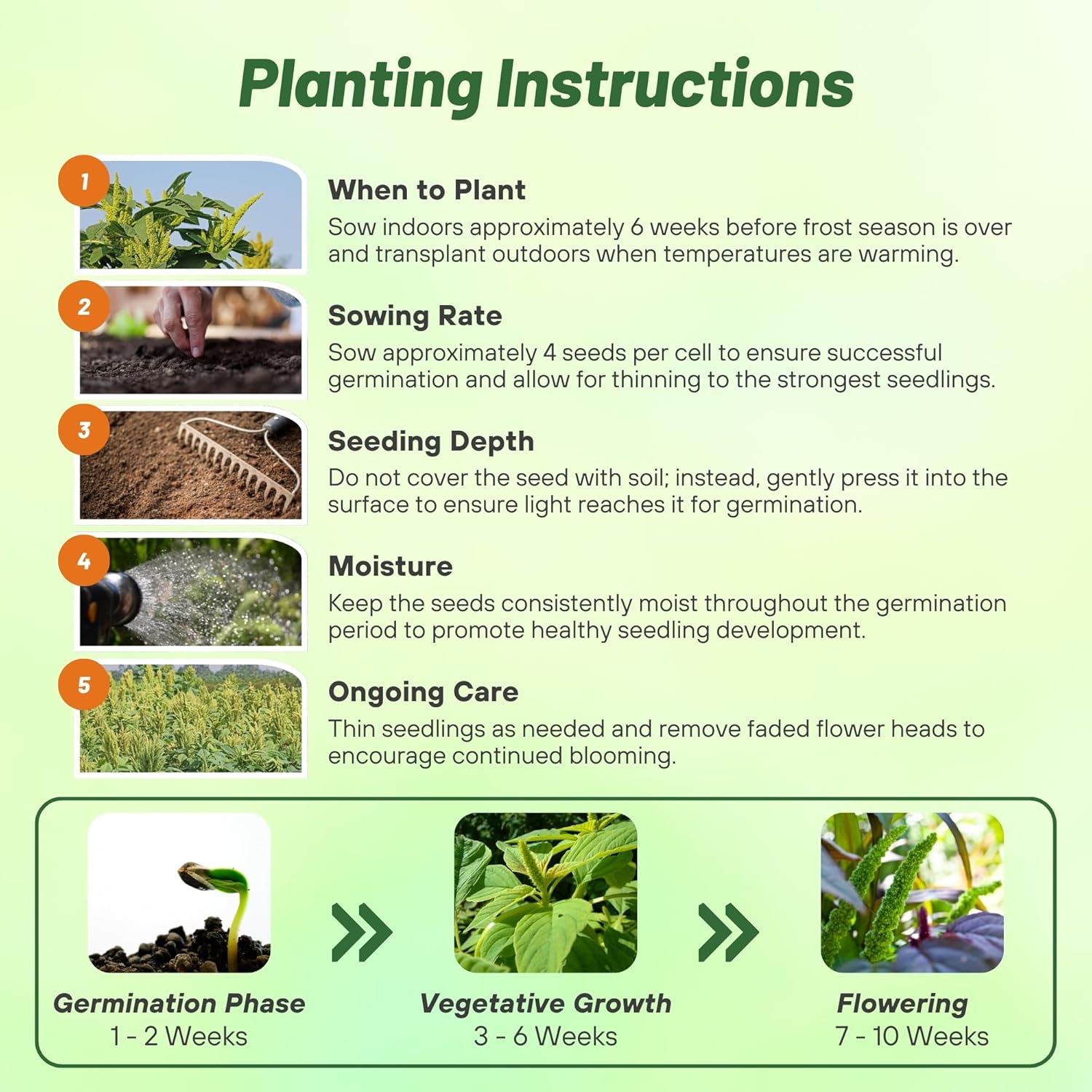 Amaranthus Green Thumb Planting Directions