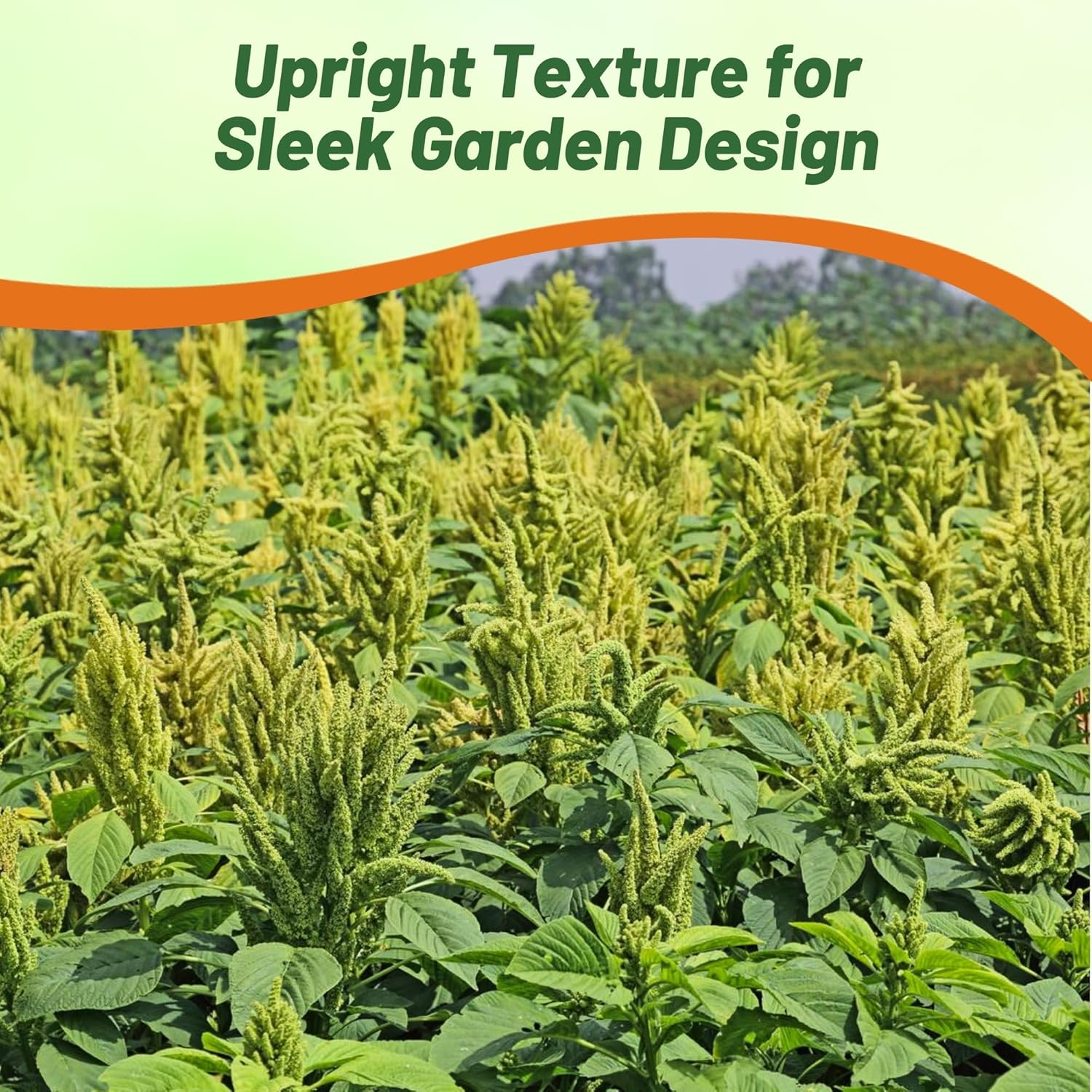 Amaranthus Green Thumb Landscaping Hedge