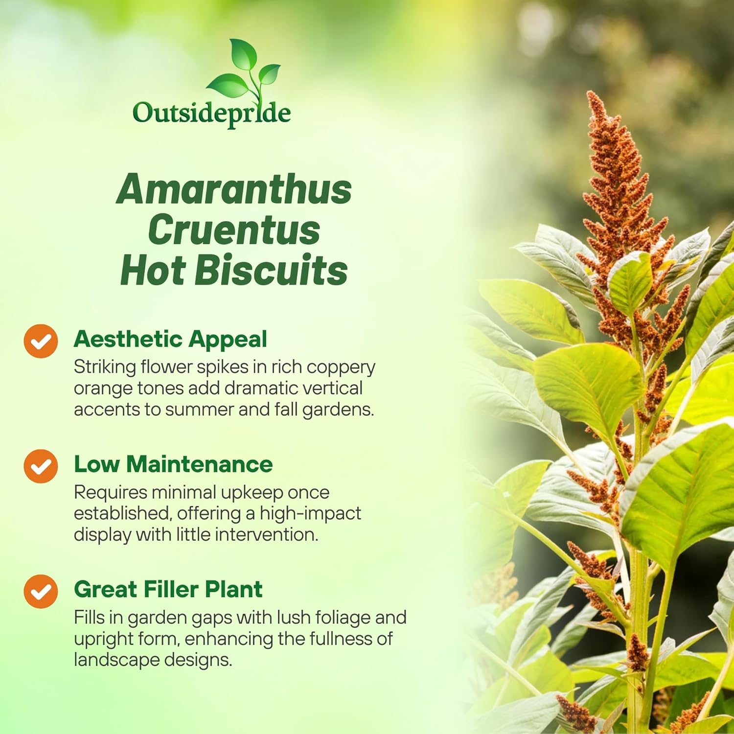 Amaranthus Hot Biscuits Foliage Bush