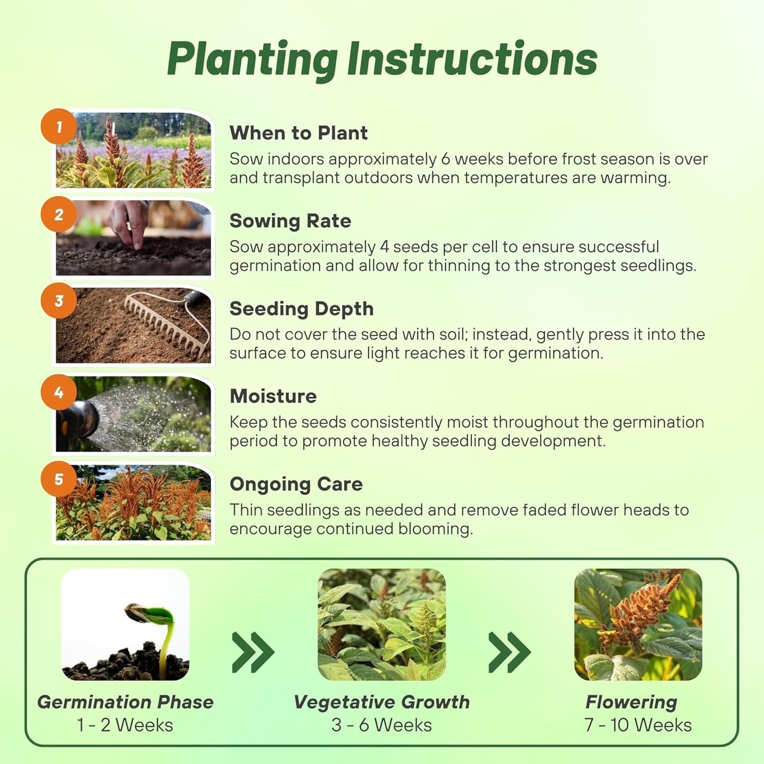 Amaranthus Hot Biscuits Planting Directions